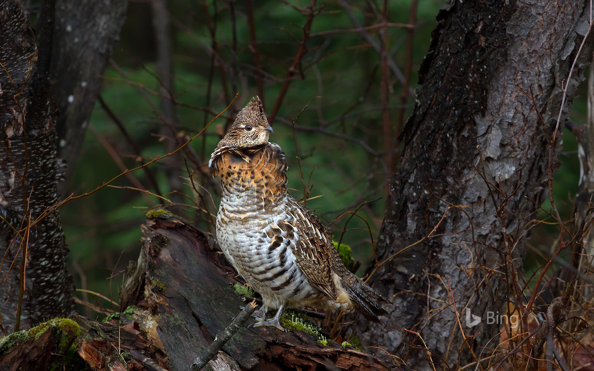 Ruffed grouse in Algonquin Provincial Park, Ontario, Canada