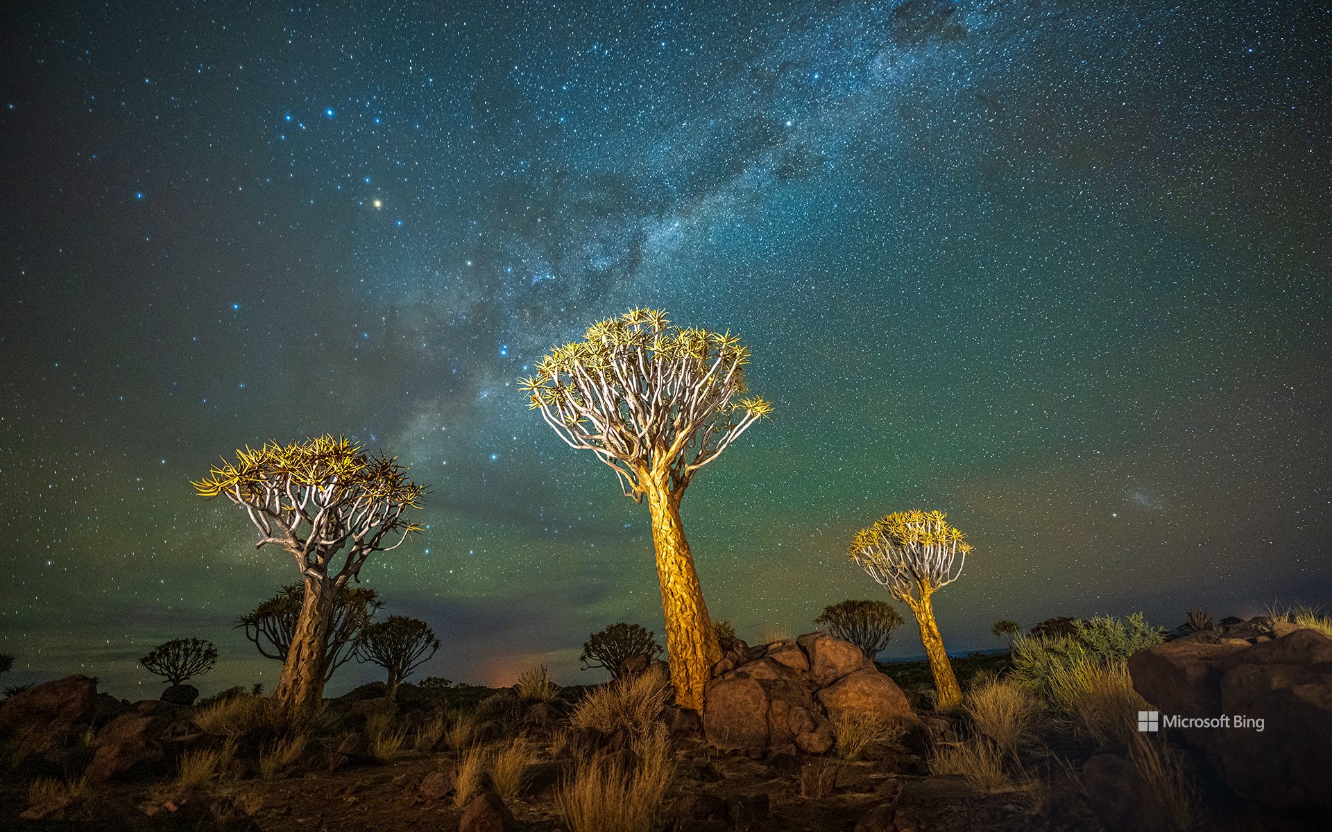 Quiver trees at night with the Milky Way, Keetmanshoop, Namibia