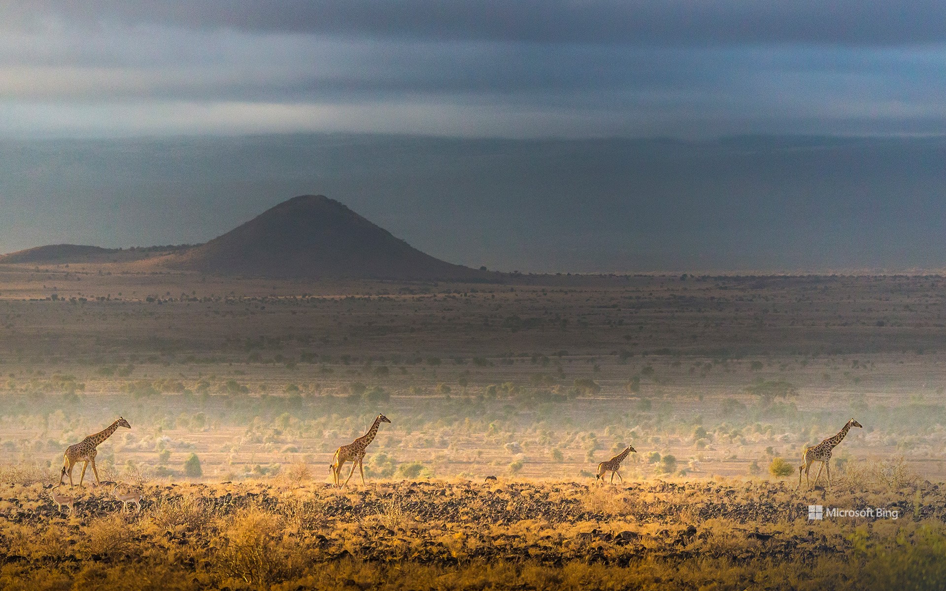 Maasai giraffes, Amboseli National Park, Kenya