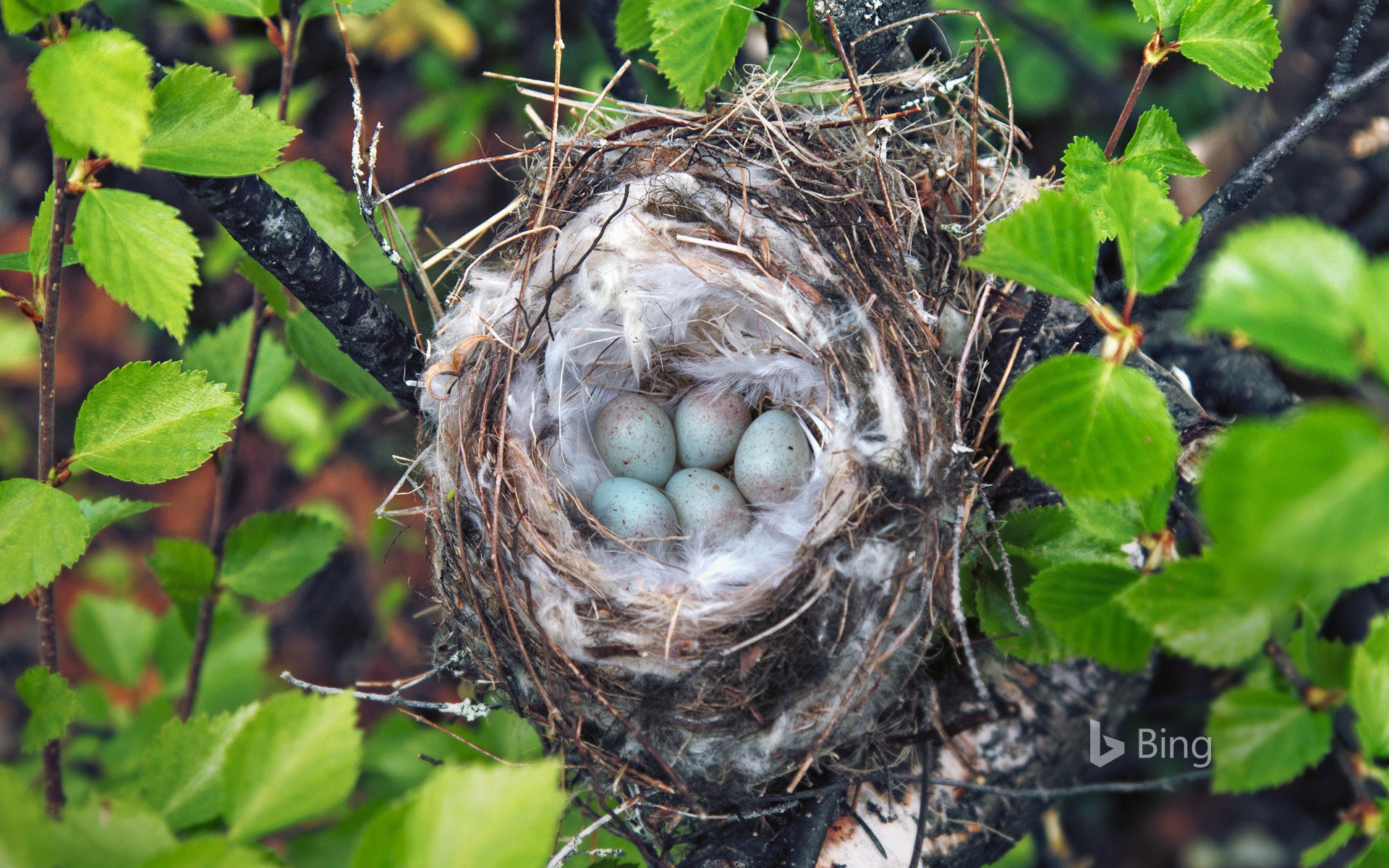 Hoary redpoll nest in Lapland, Finland