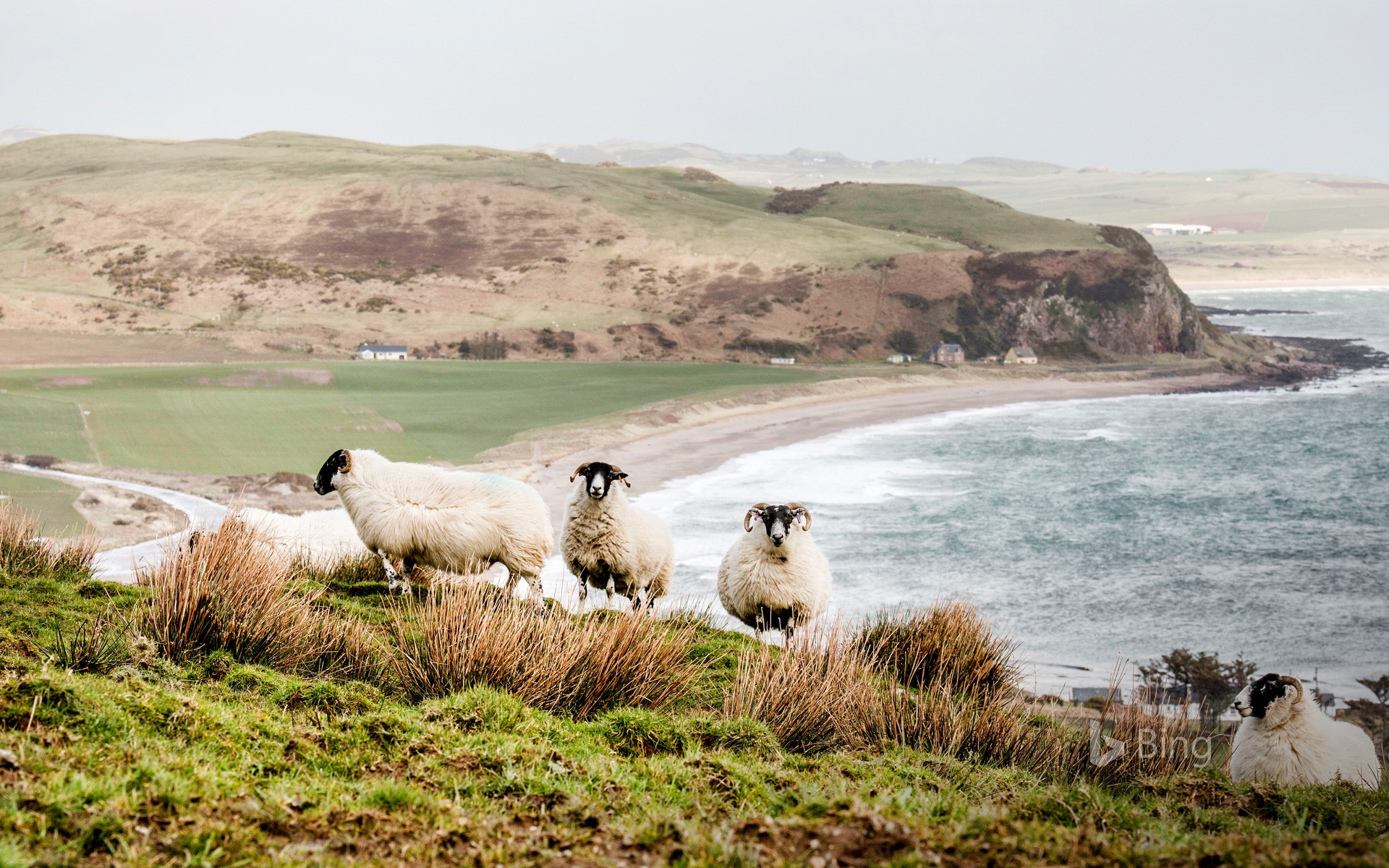 Sheep on the coast in the Scottish Highlands