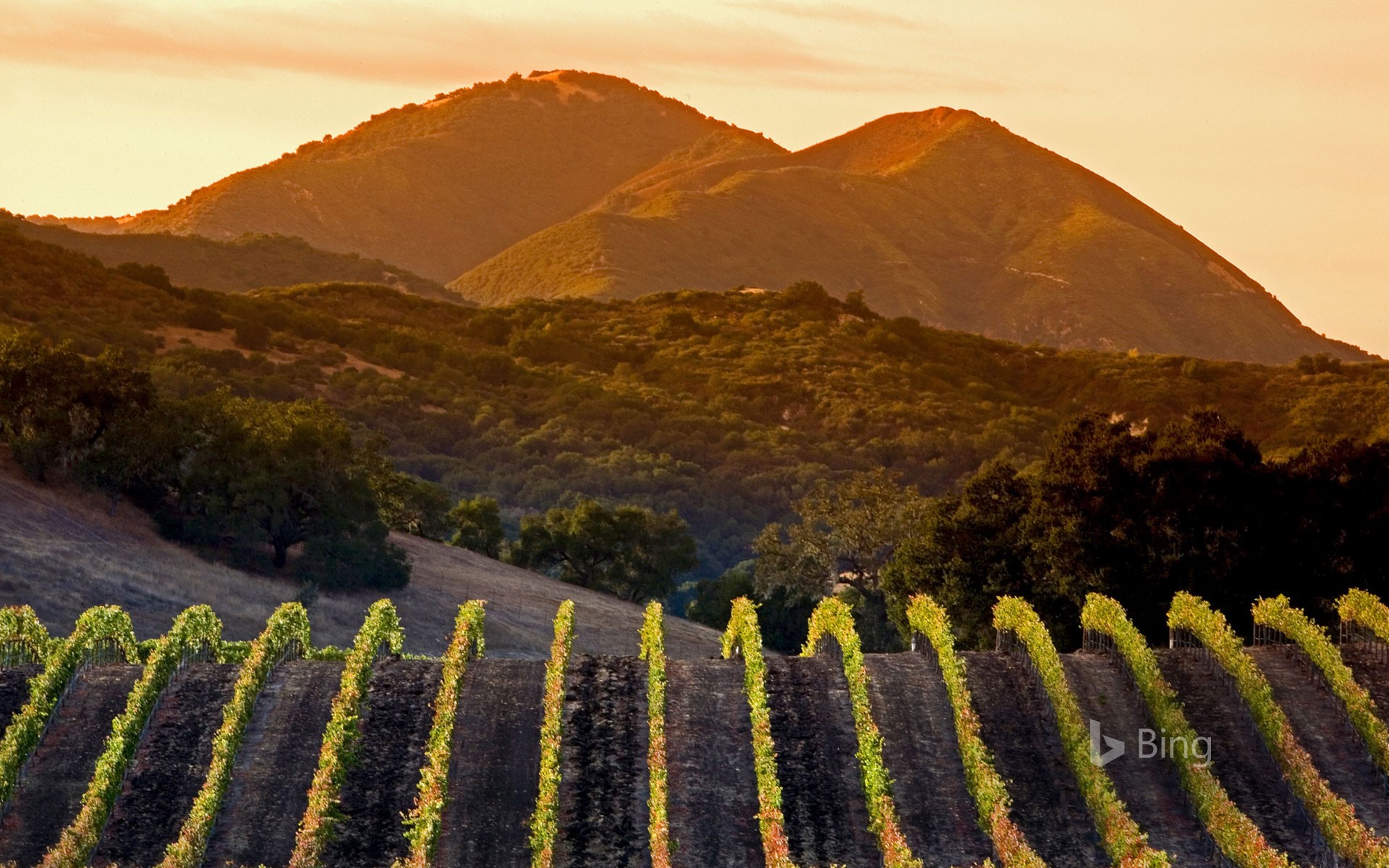 Central Coast vineyards in Arroyo Grande, California