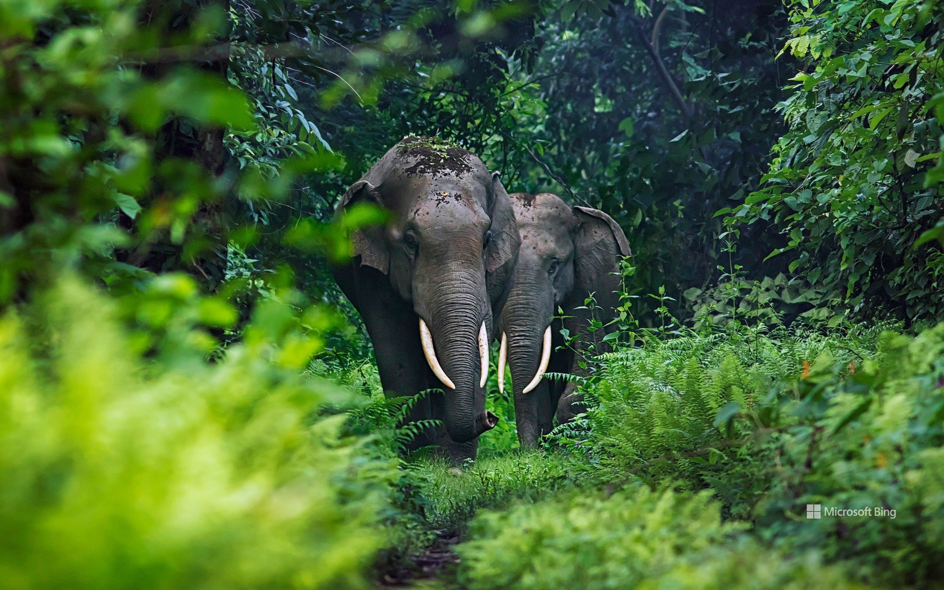 Asian elephants in West Bengal, India
