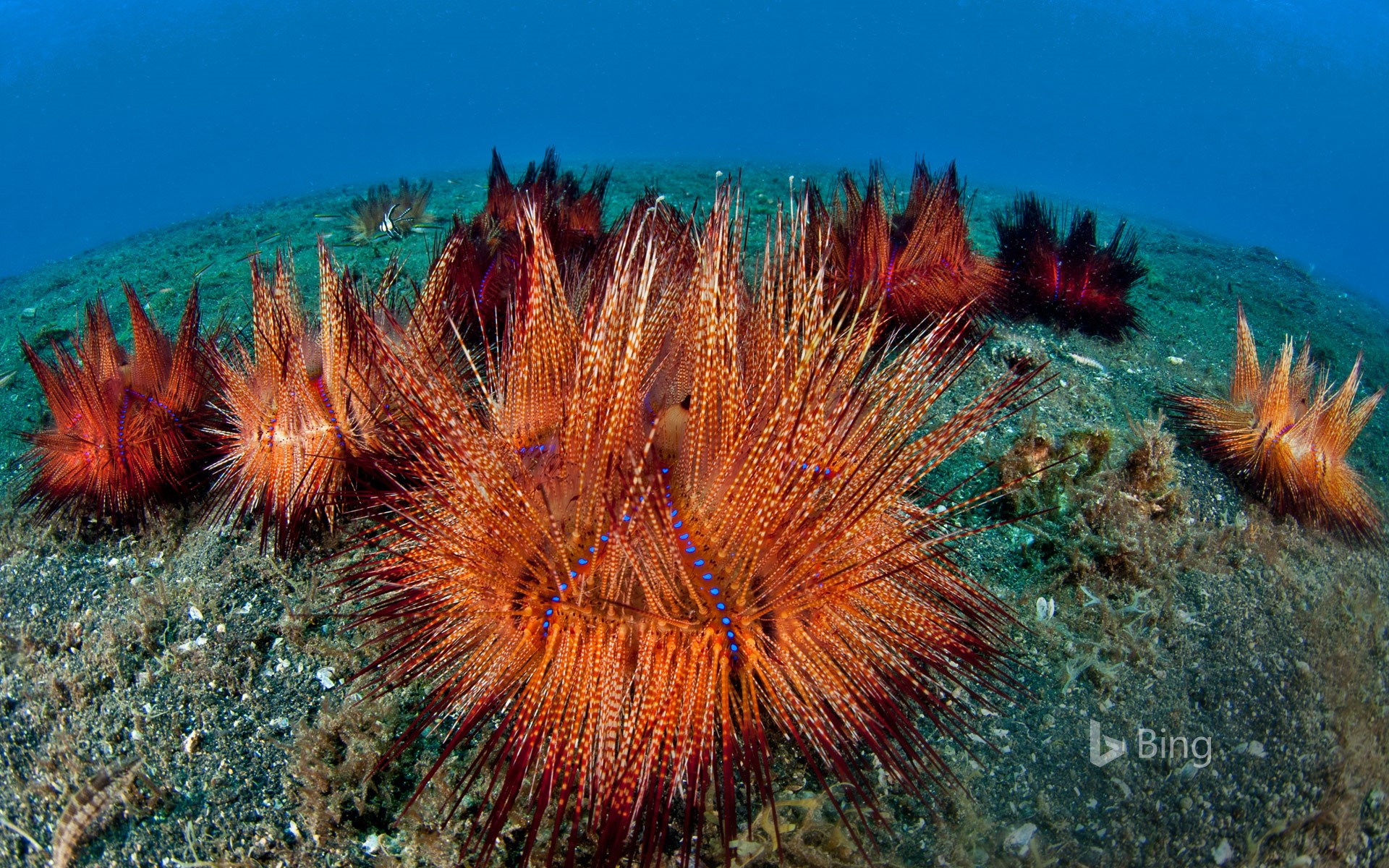 Fire urchins (aka red urchins) in Lembeh Strait, North Sulawesi, Indonesia