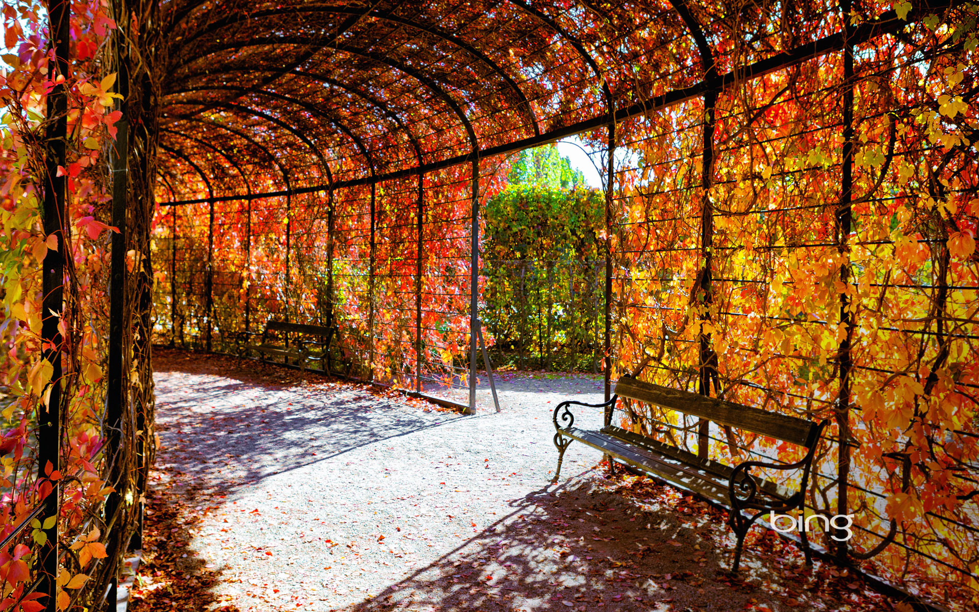 Autumn foliage, Schoenbrunn Palace, Vienna, Austria