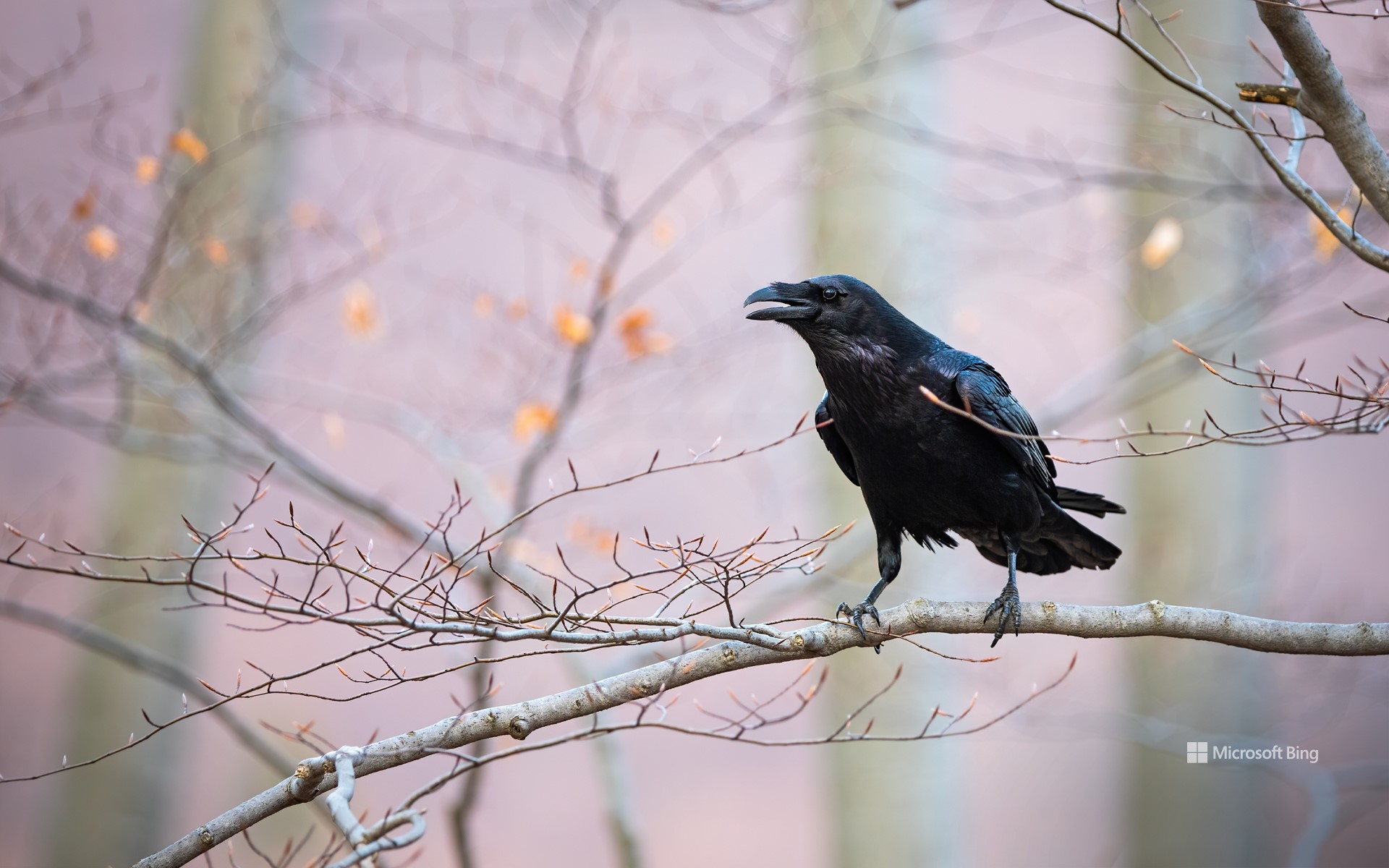 Common raven sitting on a branch