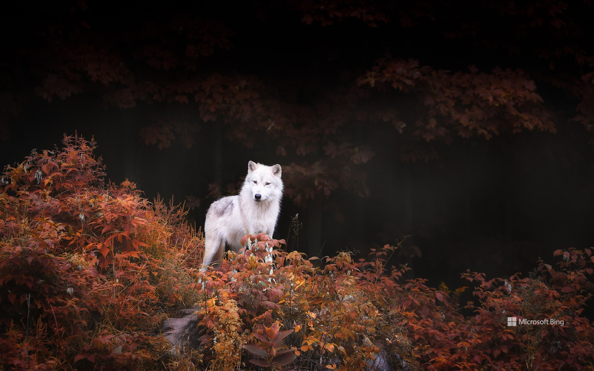 A lone wolf standing tall amid autumn colours near Montebello, Que.