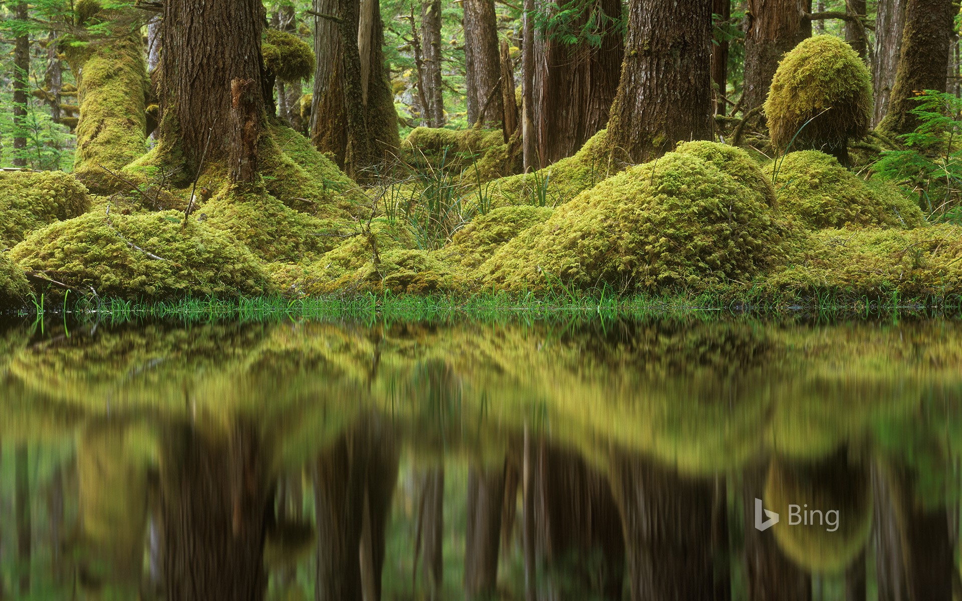 Swamp forest, Tow Hill Ecological Reserve, B.C., Canada