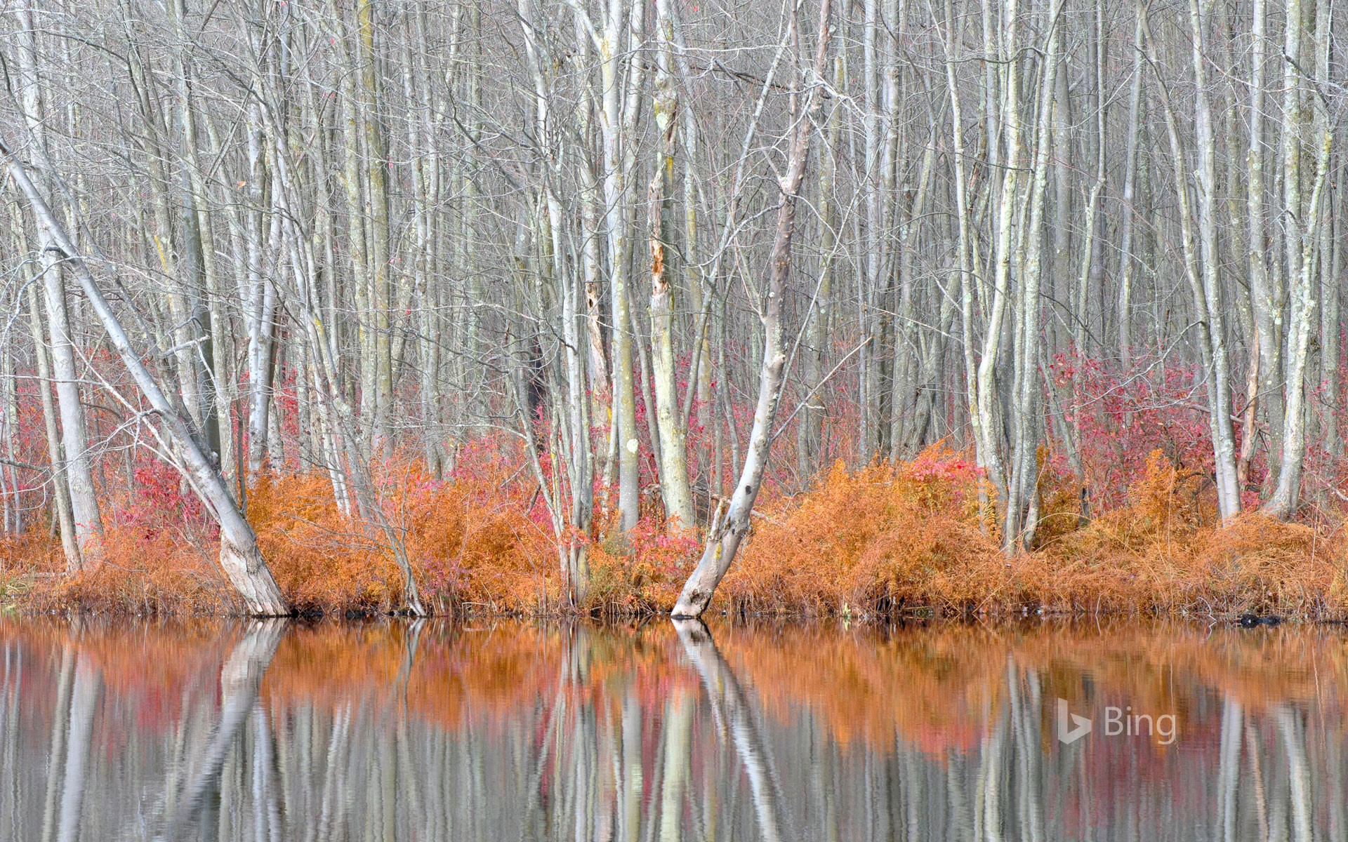 Bare trees and autumn ferns in Beaver Lake Nature Center, New York