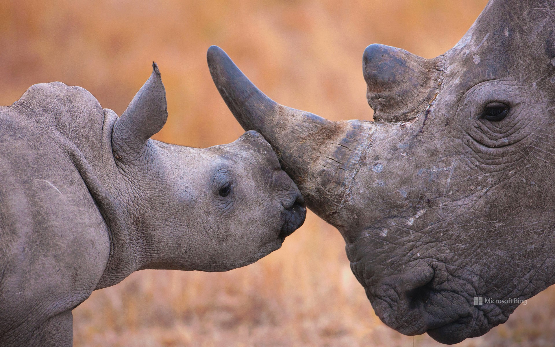 Baby white rhinoceros and mother, Hluhluwe–Imfolozi Park, South Africa