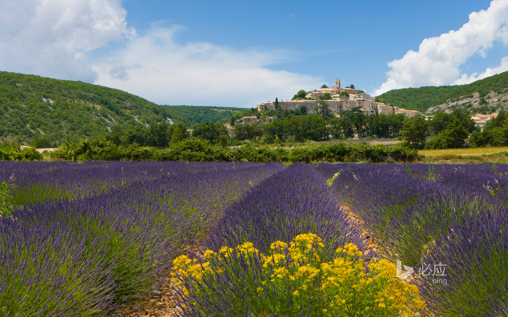 Lavender fields in Bannon, France
