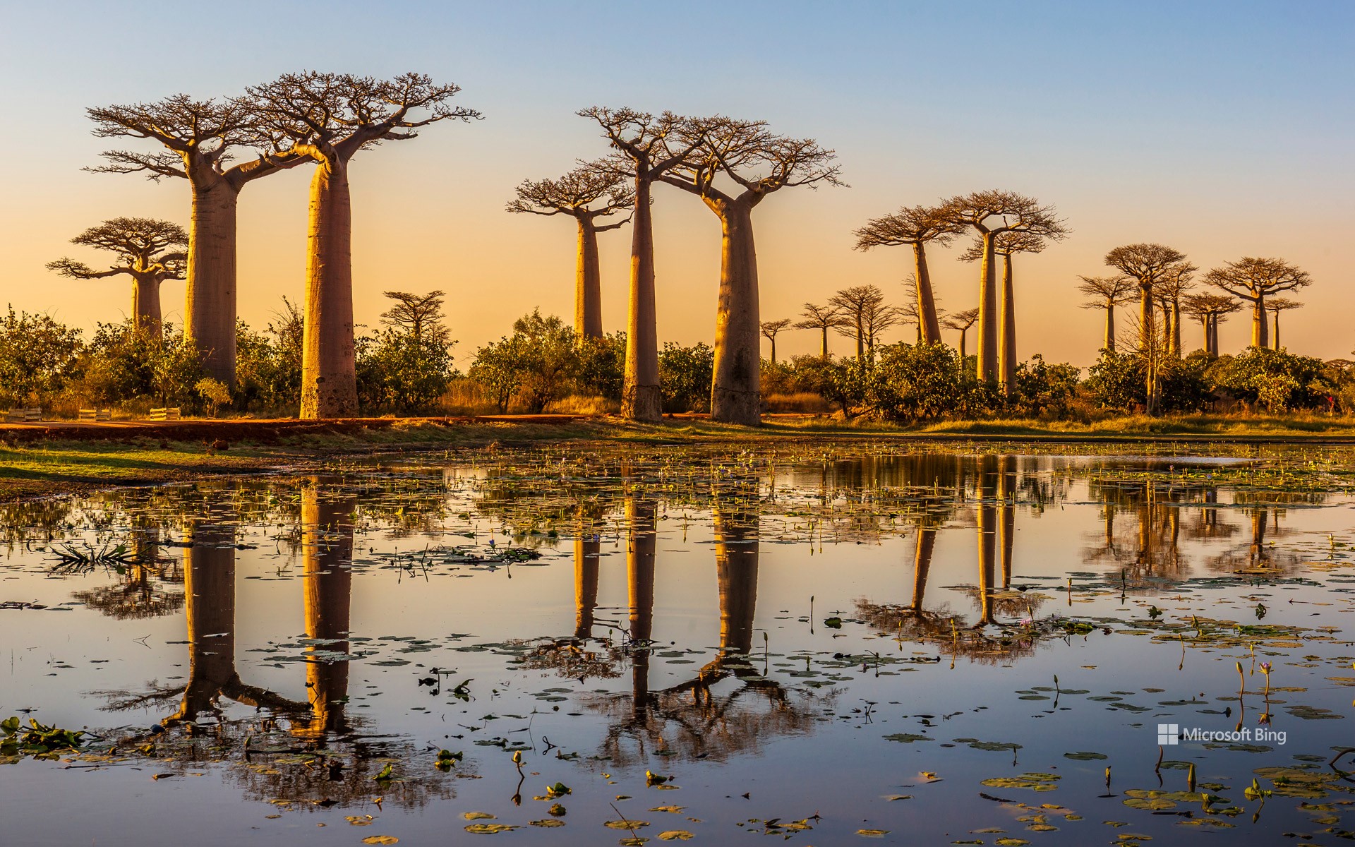 Baobab trees at sunset, Avenue of the Baobabs, Madagascar