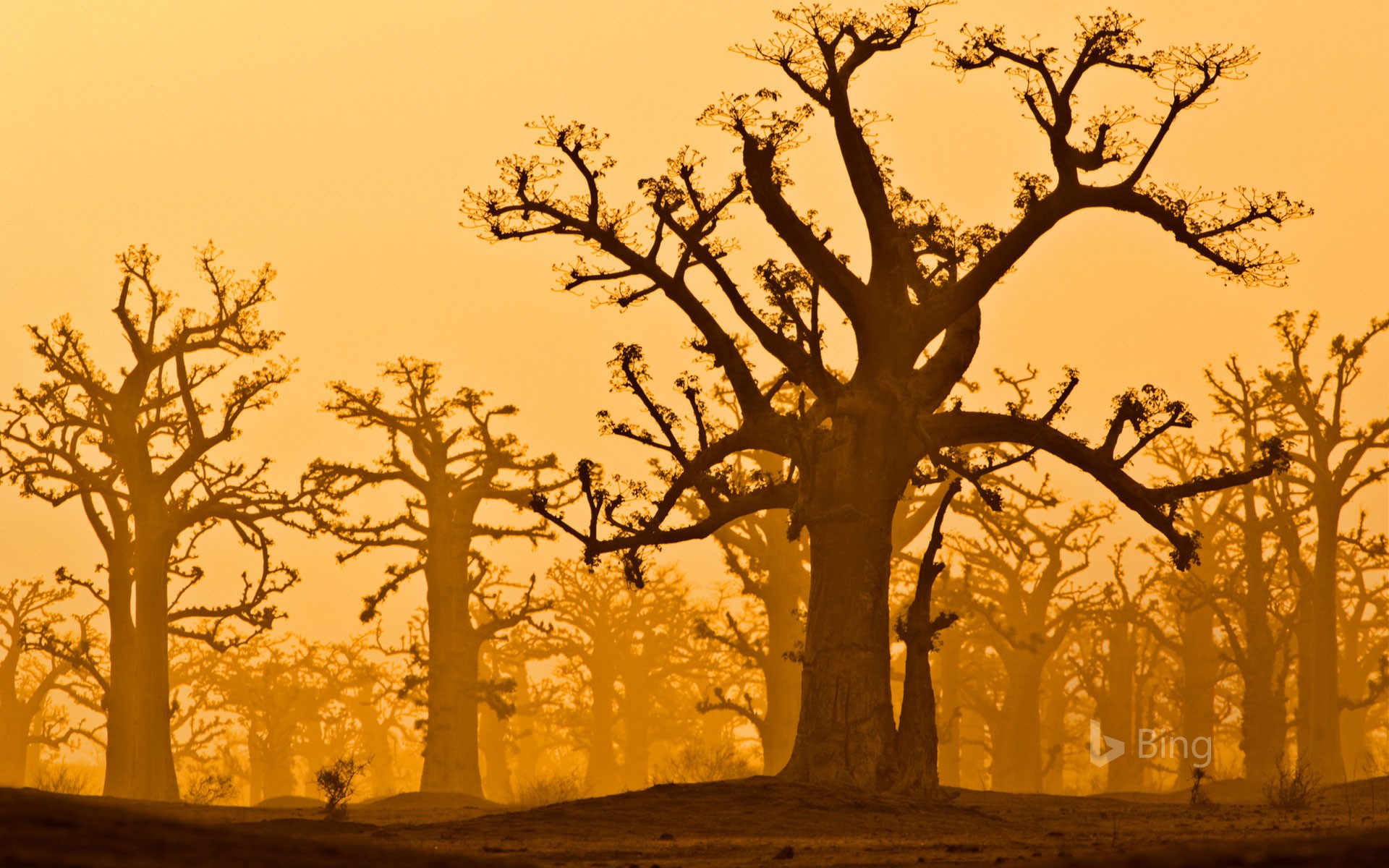 Baobab trees near Bandia Wildlife Reserve in Senegal