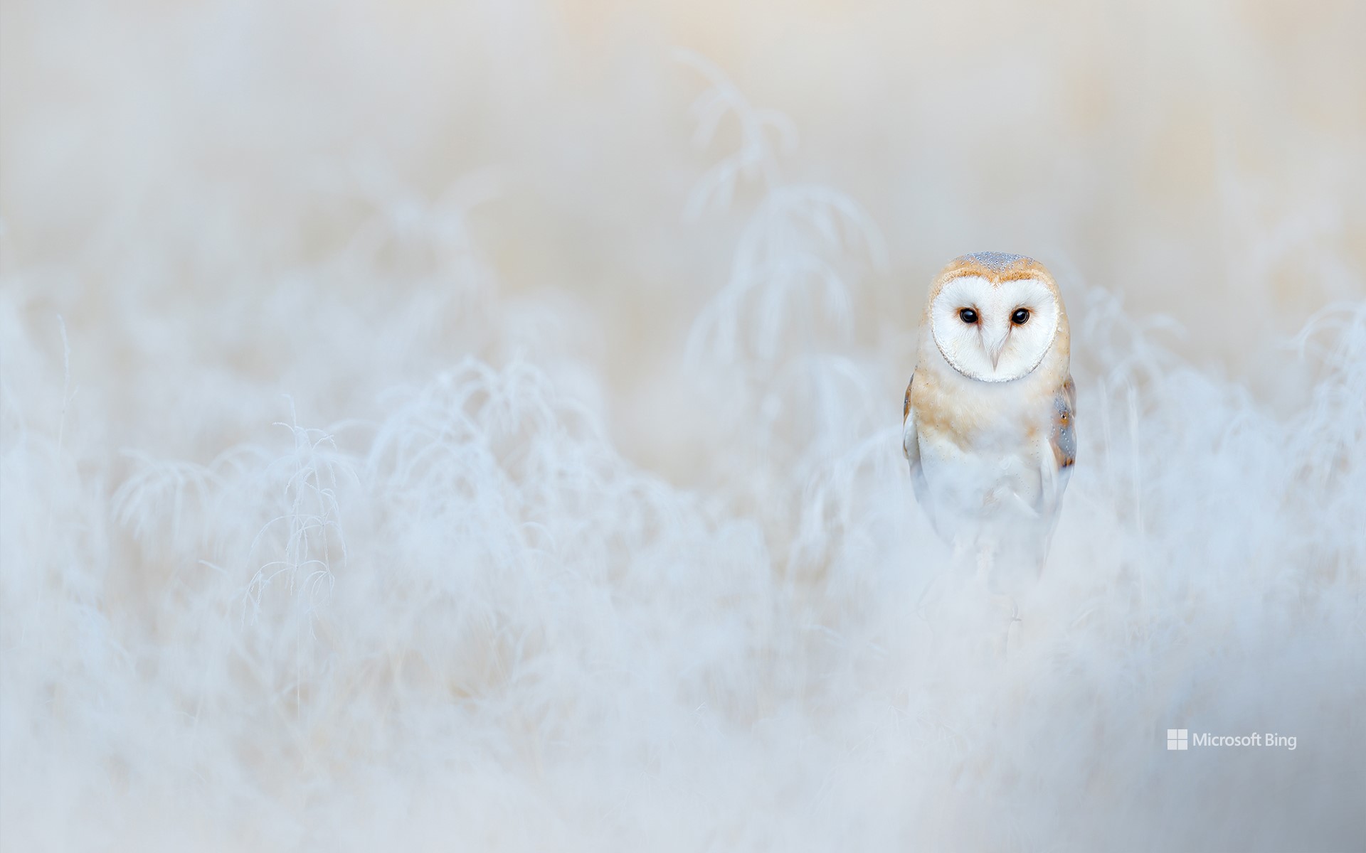 Barn owl, England