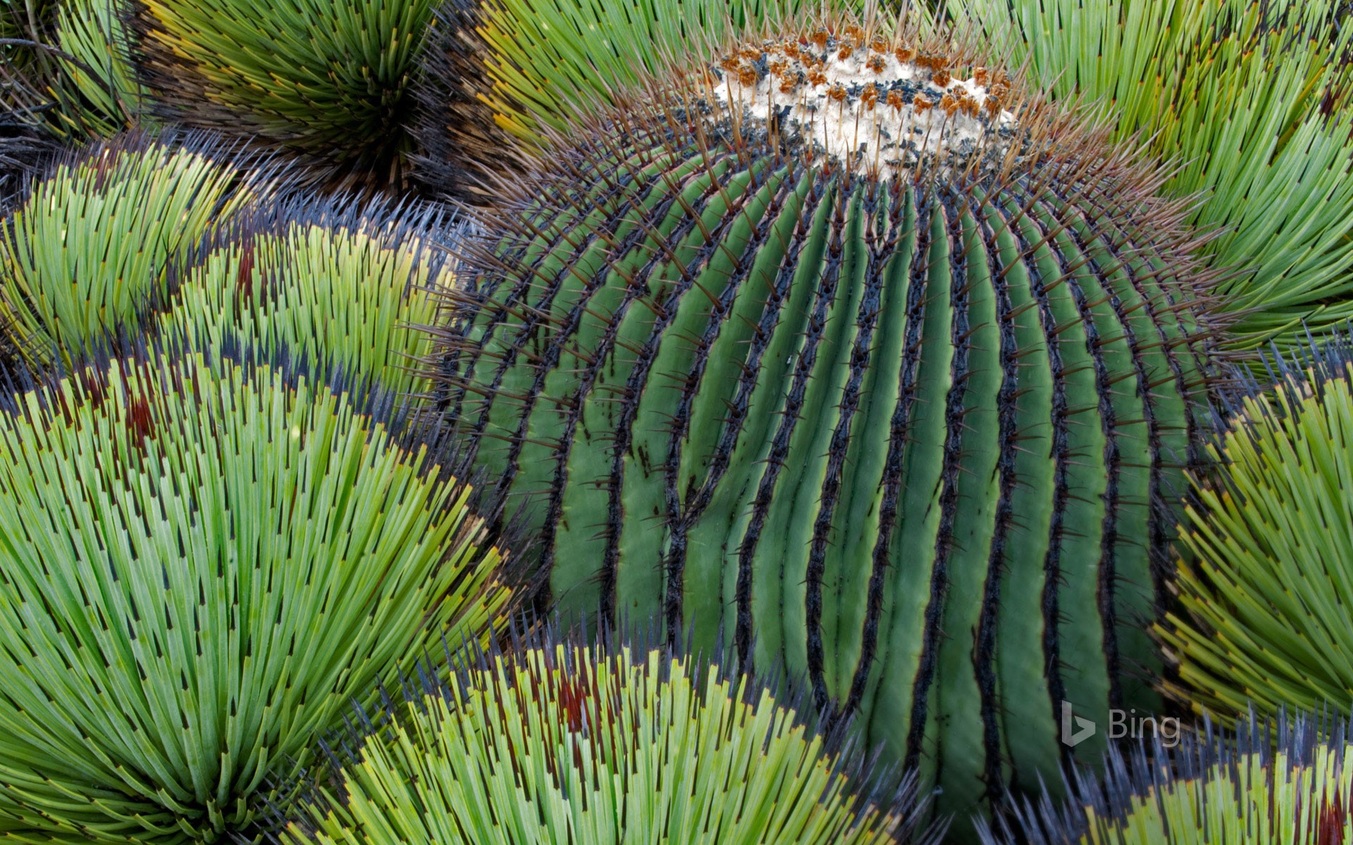 A giant barrel cactus and yucca plants in the Chihuahuan Desert, Mexico