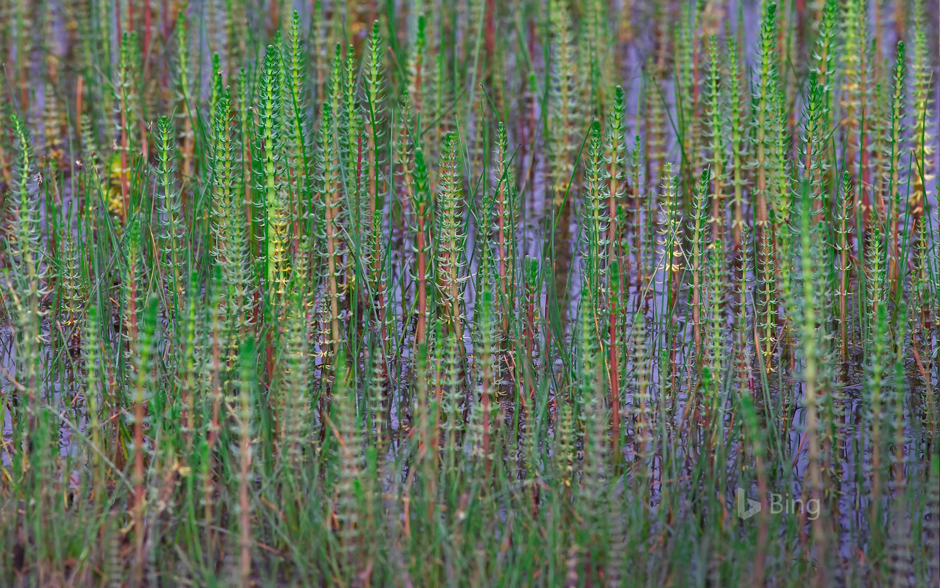 Common mare's tail growing on the Tibetan Plateau, China