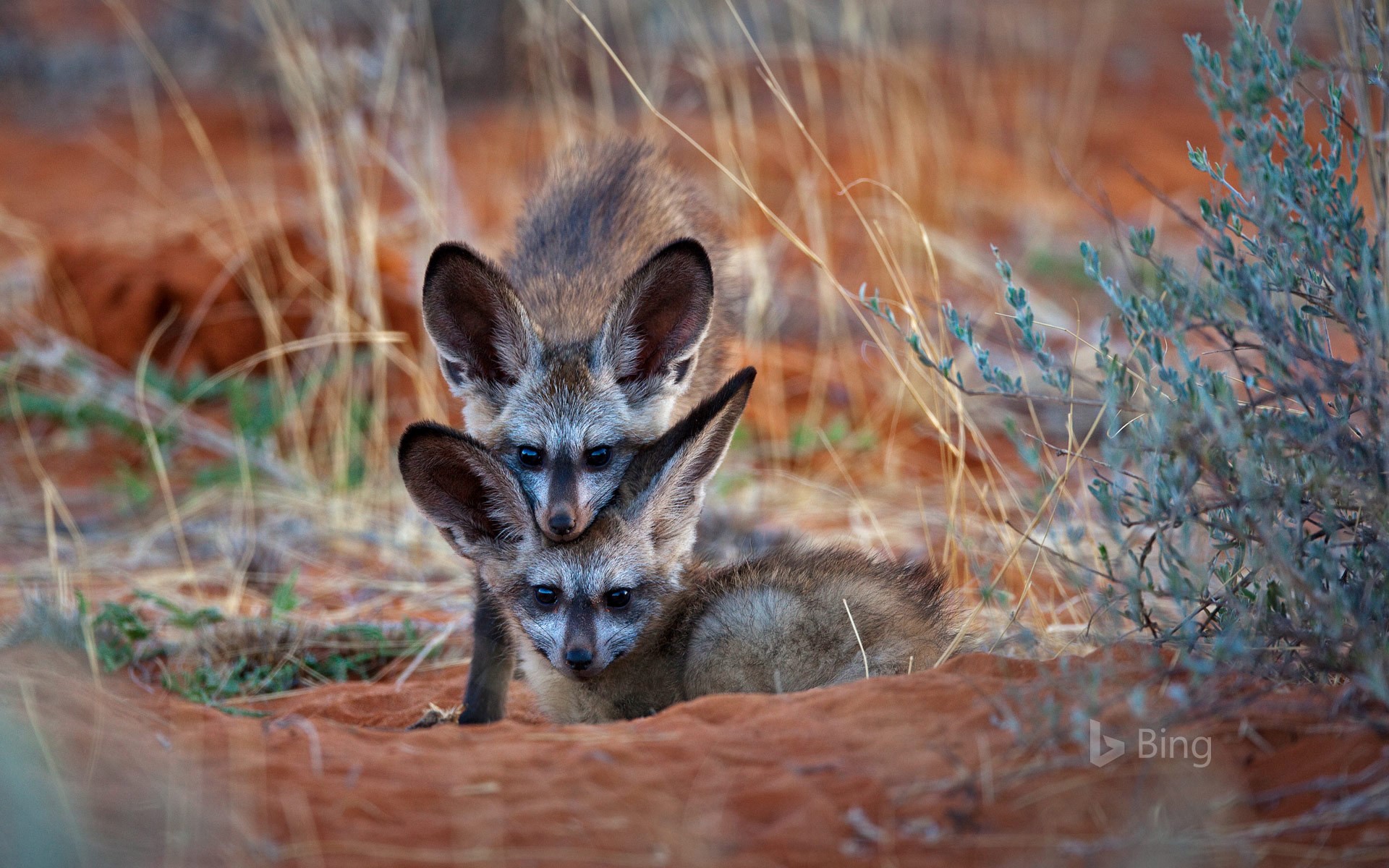 Bat-eared fox kits in Kgalagadi Transfrontier Park, Botswana