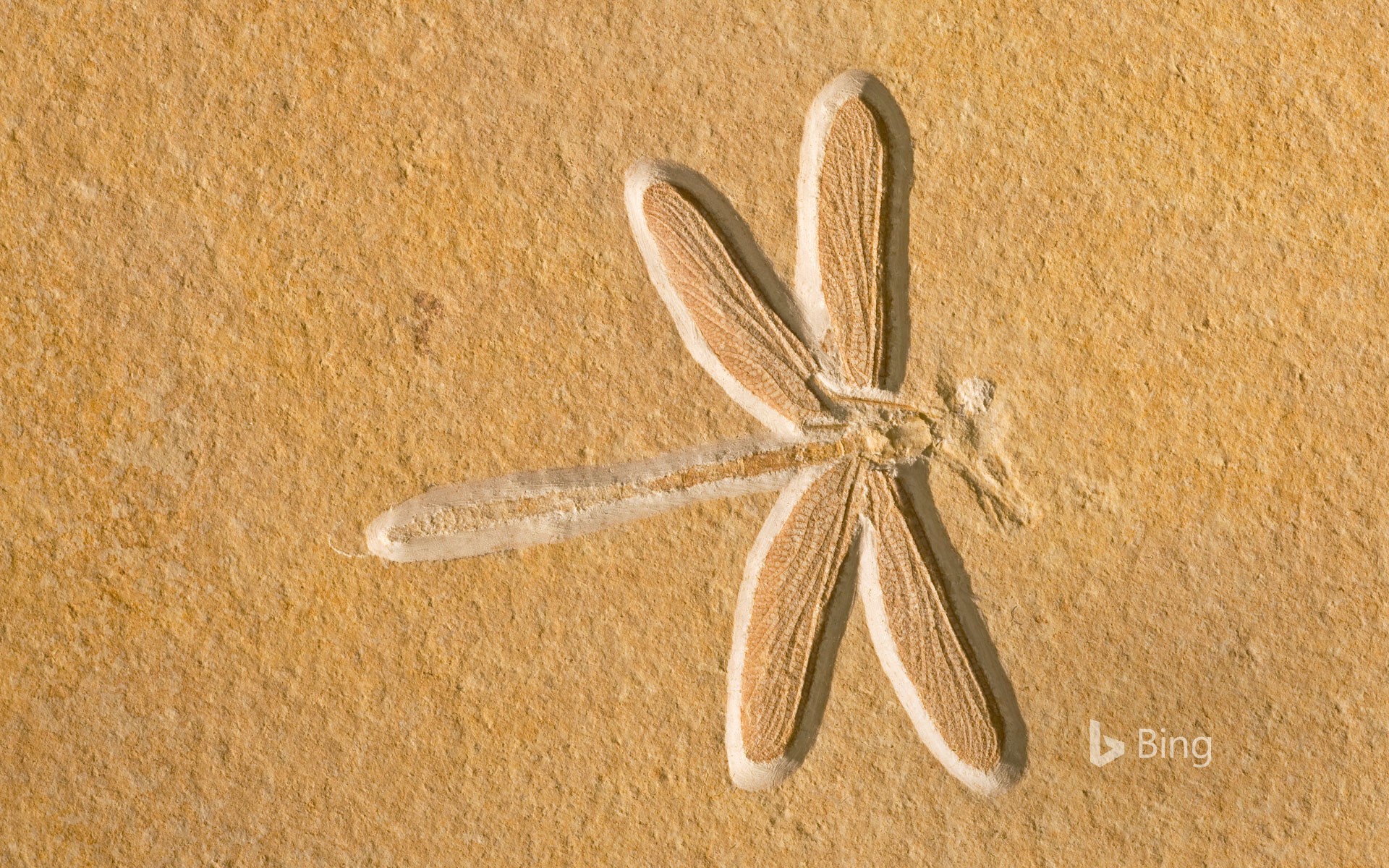 Dragonfly fossil, about 150 million years old, in Solnhofen, Bavaria, Germany