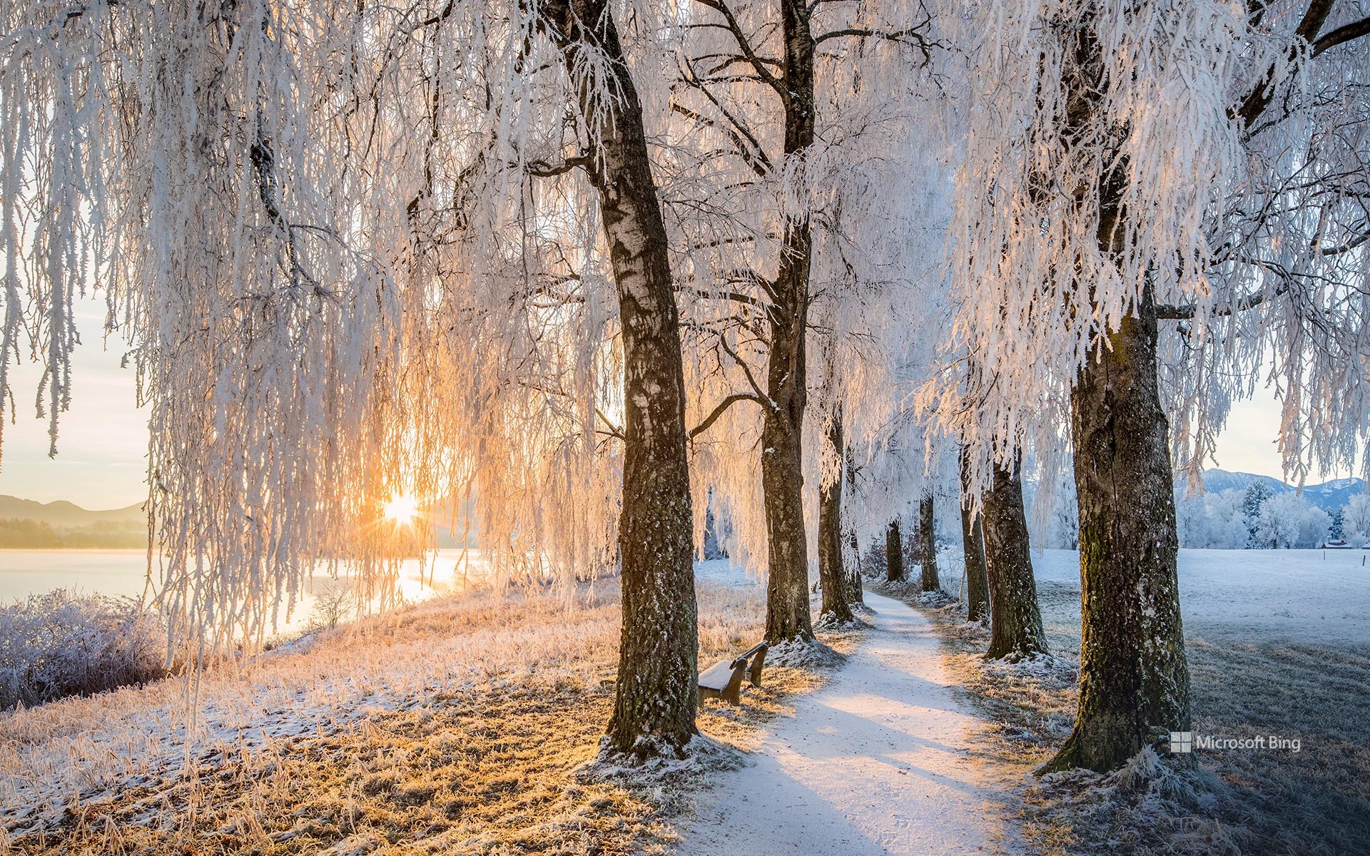 Avenue of birch trees near Uffing am Staffelsee, Bavaria, Germany