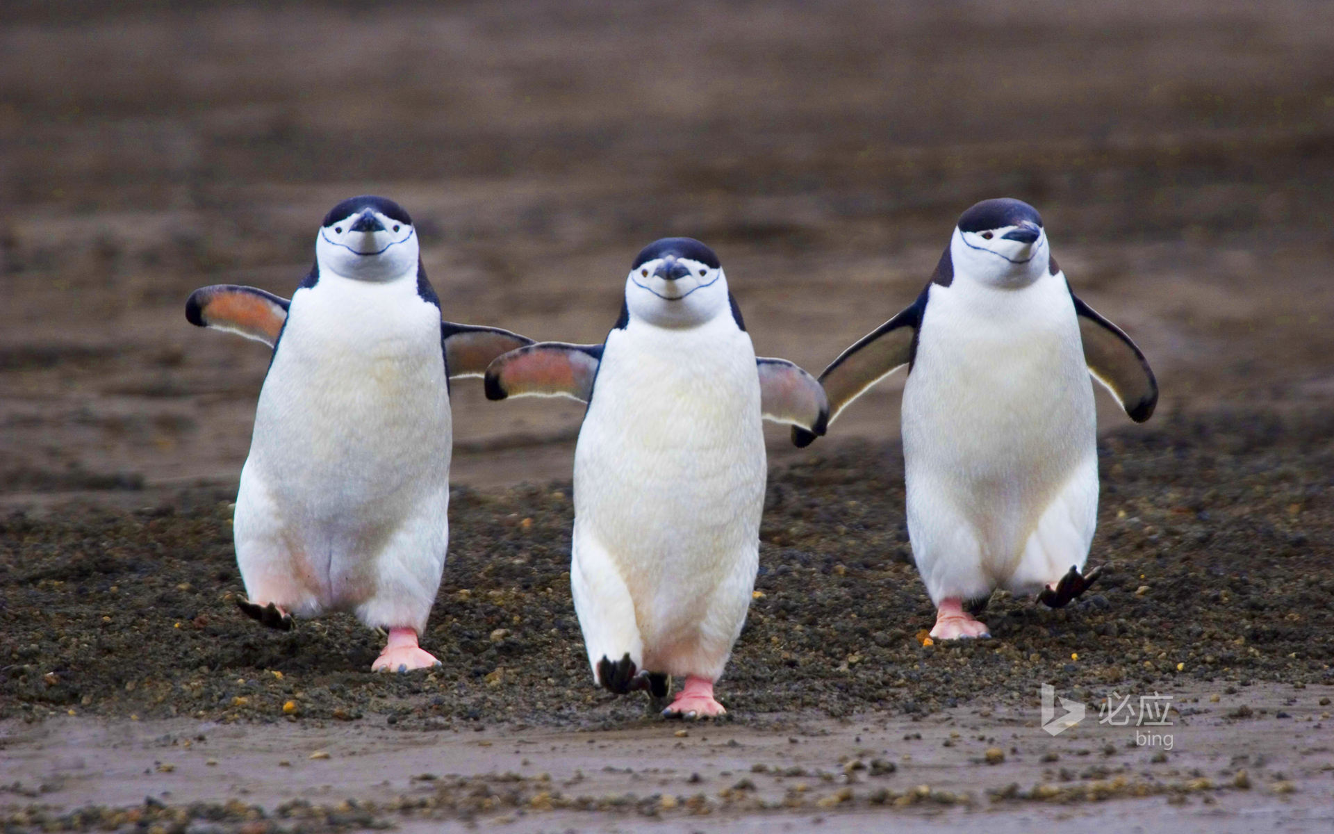 Antarctic deception island, three walking hooded penguins