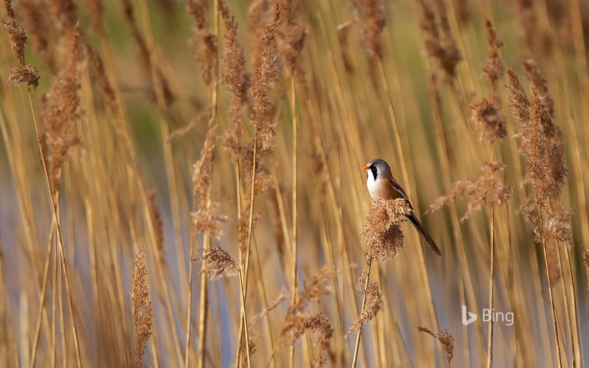 A bearded reedling in Elmley National Nature Reserve in Kent, England