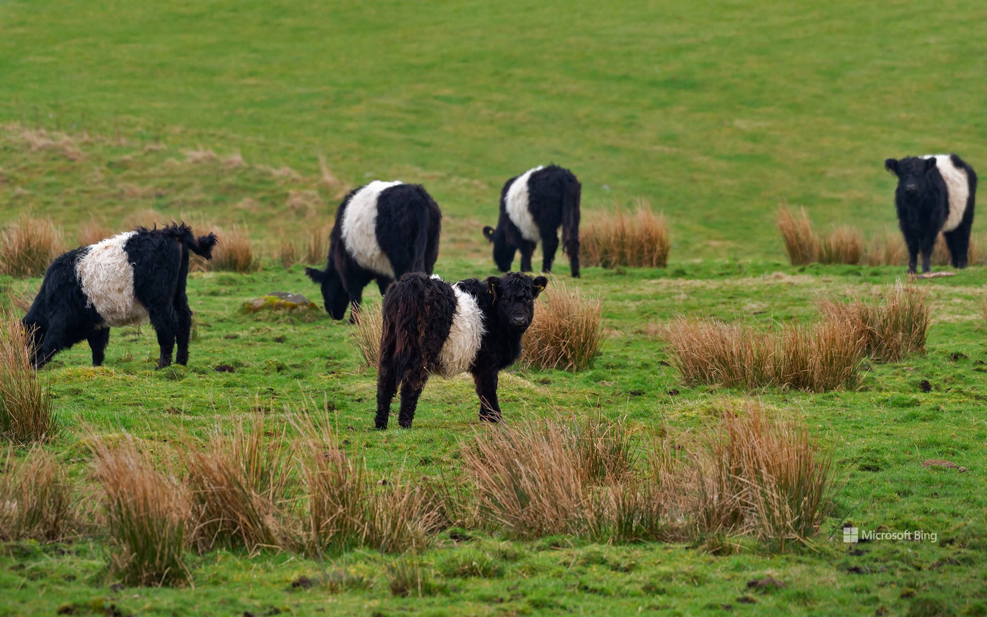 Belted Galloway cows in Galloway