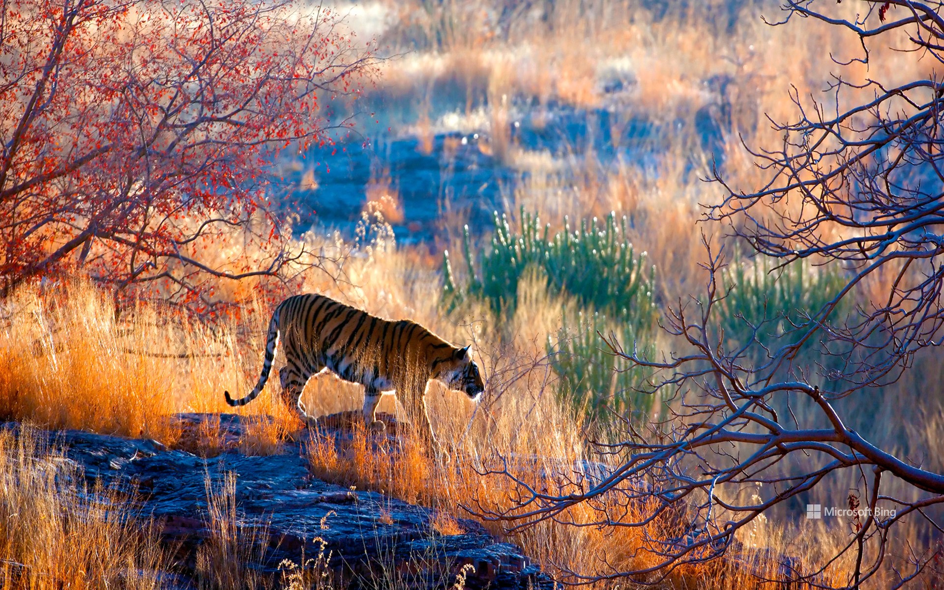 Bengal tiger, Ranthambore National Park, Rajasthan, India