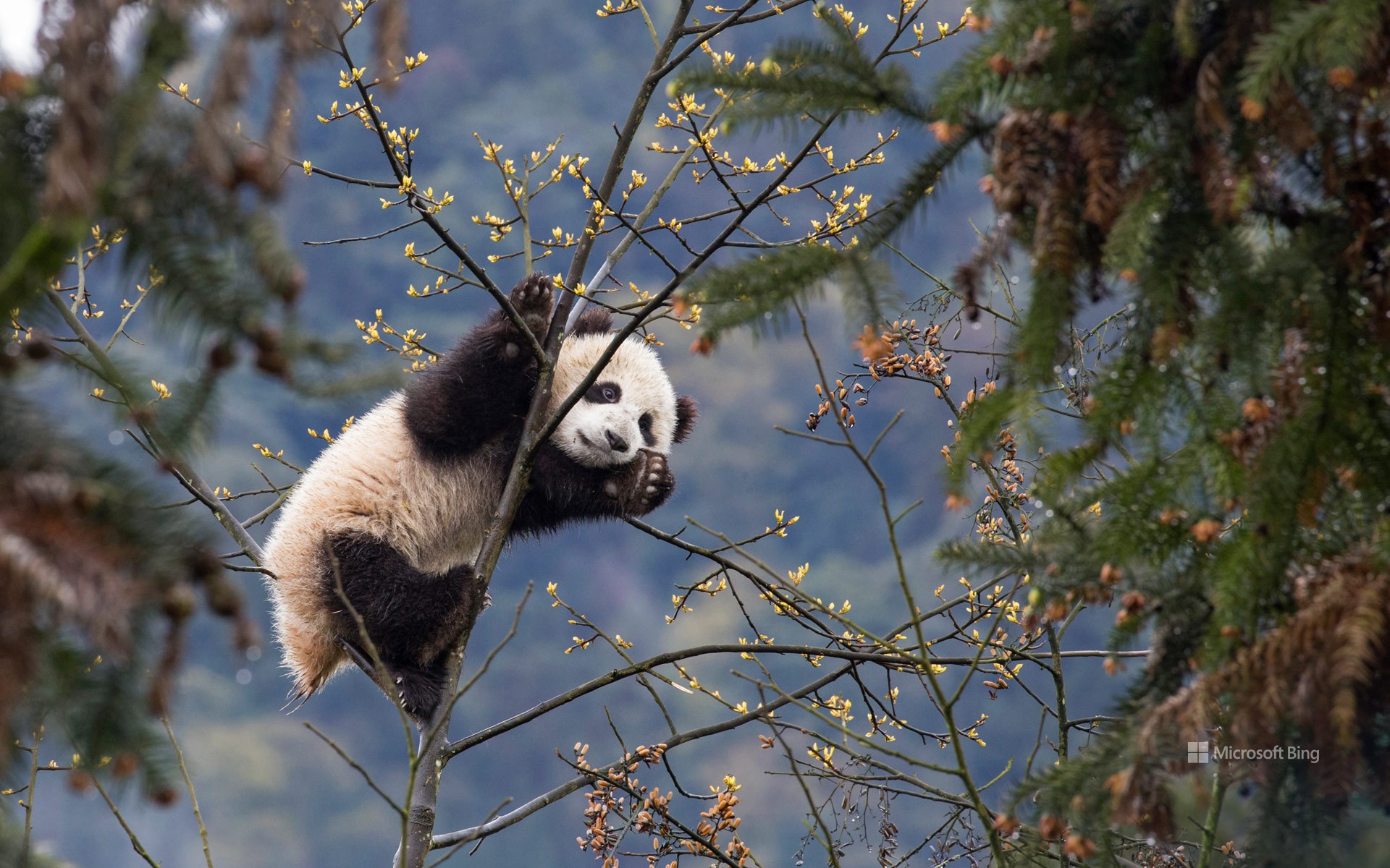 Giant panda cub in Bifengxia Panda Base, Sichuan, China
