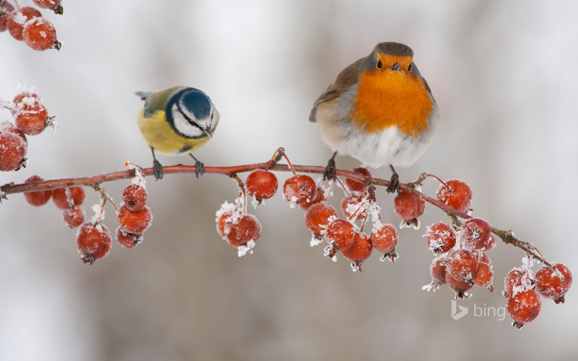 A robin and blue tit perched on a twig with frozen crab apples