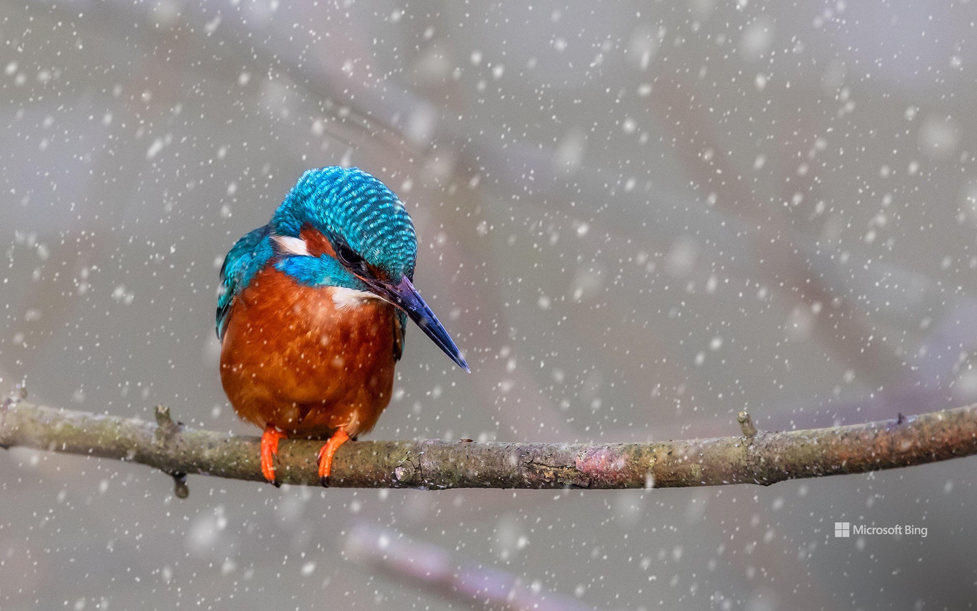 A kingfisher perched on a branch