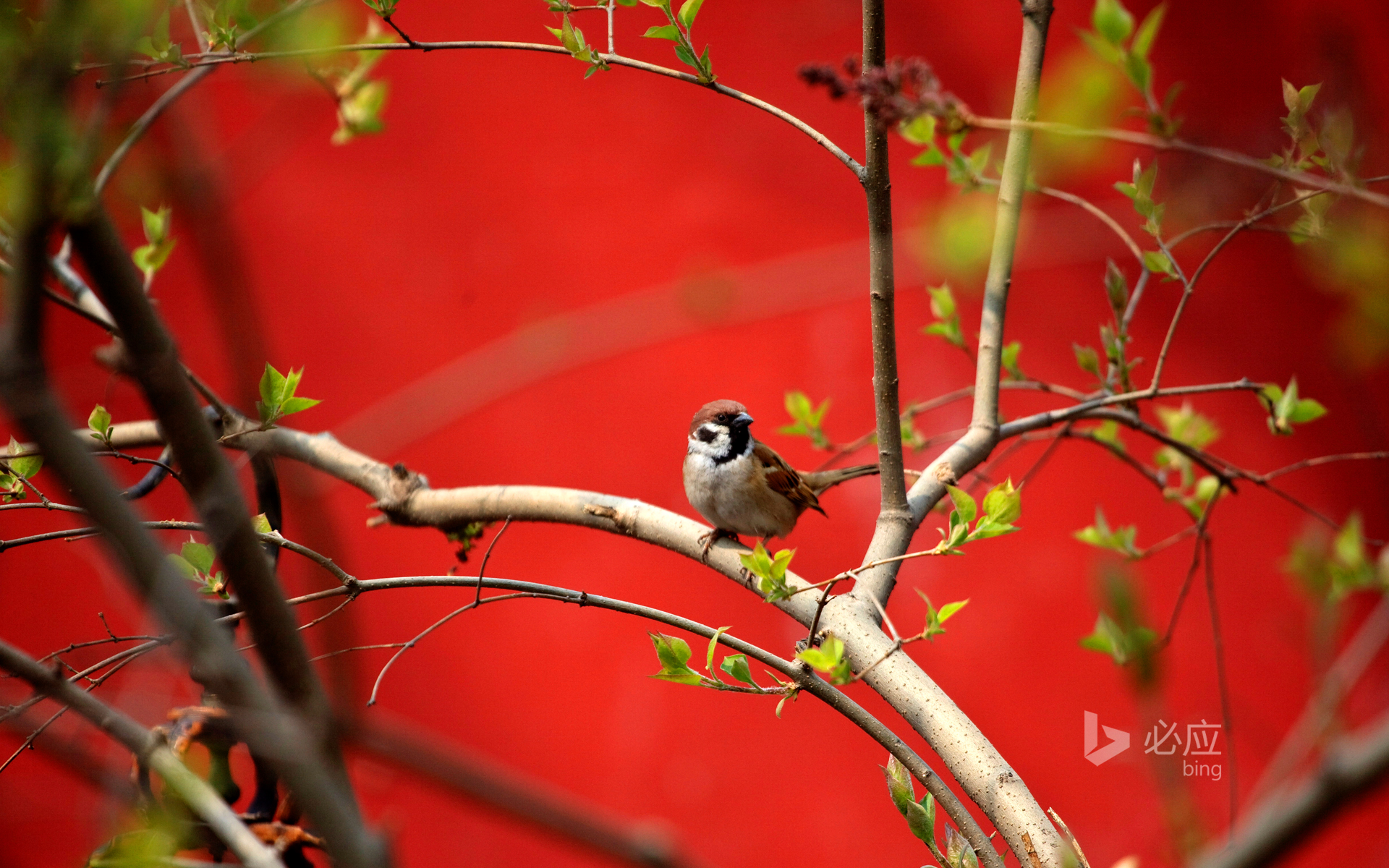 Beijing, April 3, 2009, Birds near the Zhu Hong wall are enjoying the beautiful weather