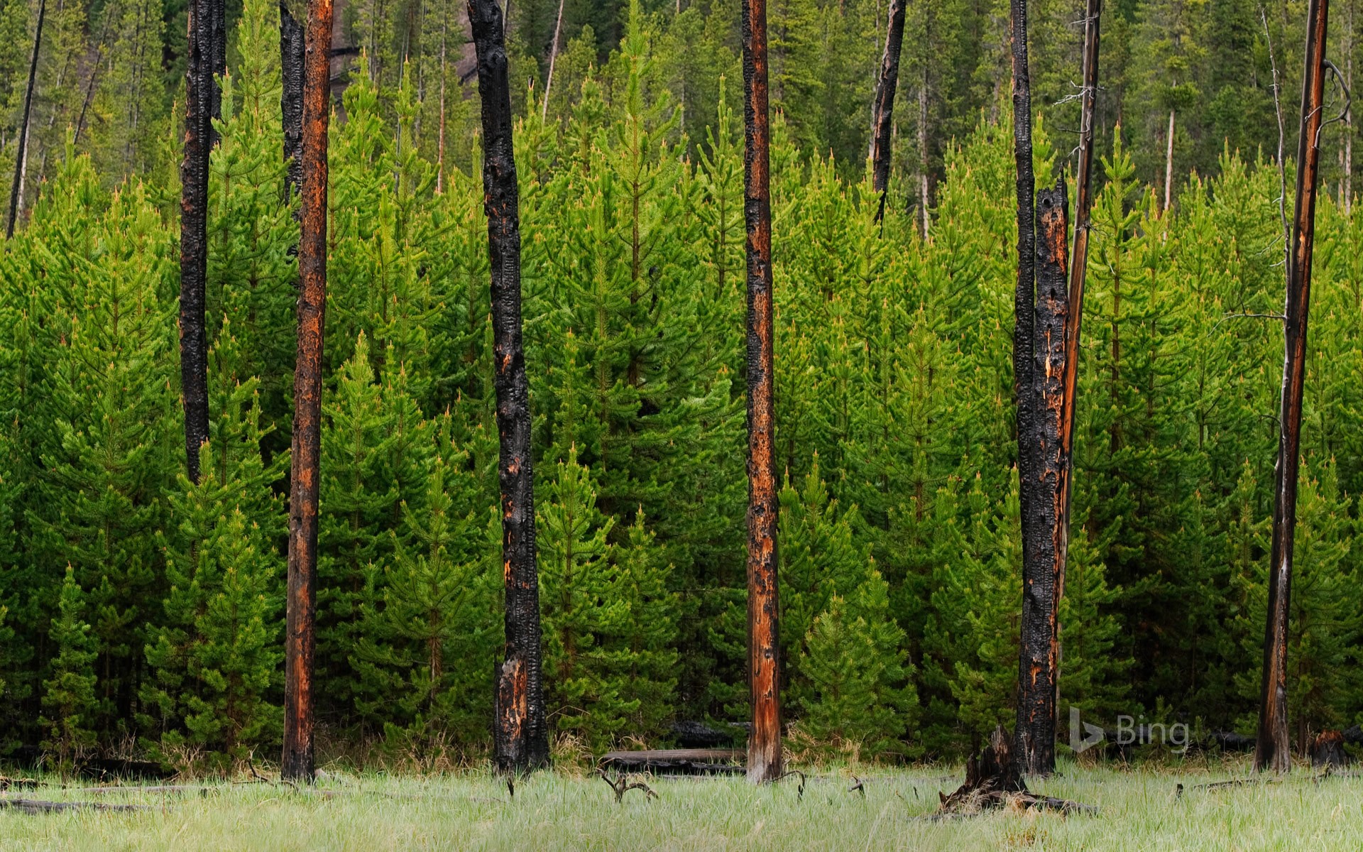 Young trees grow amid trees burned in the 1988 fire in Yellowstone National Park, Wyoming