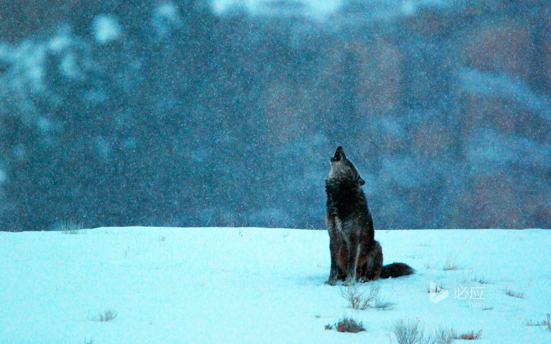 Grey wolf roars in the snowy morning in Yellowstone National Park, Wyoming, USA