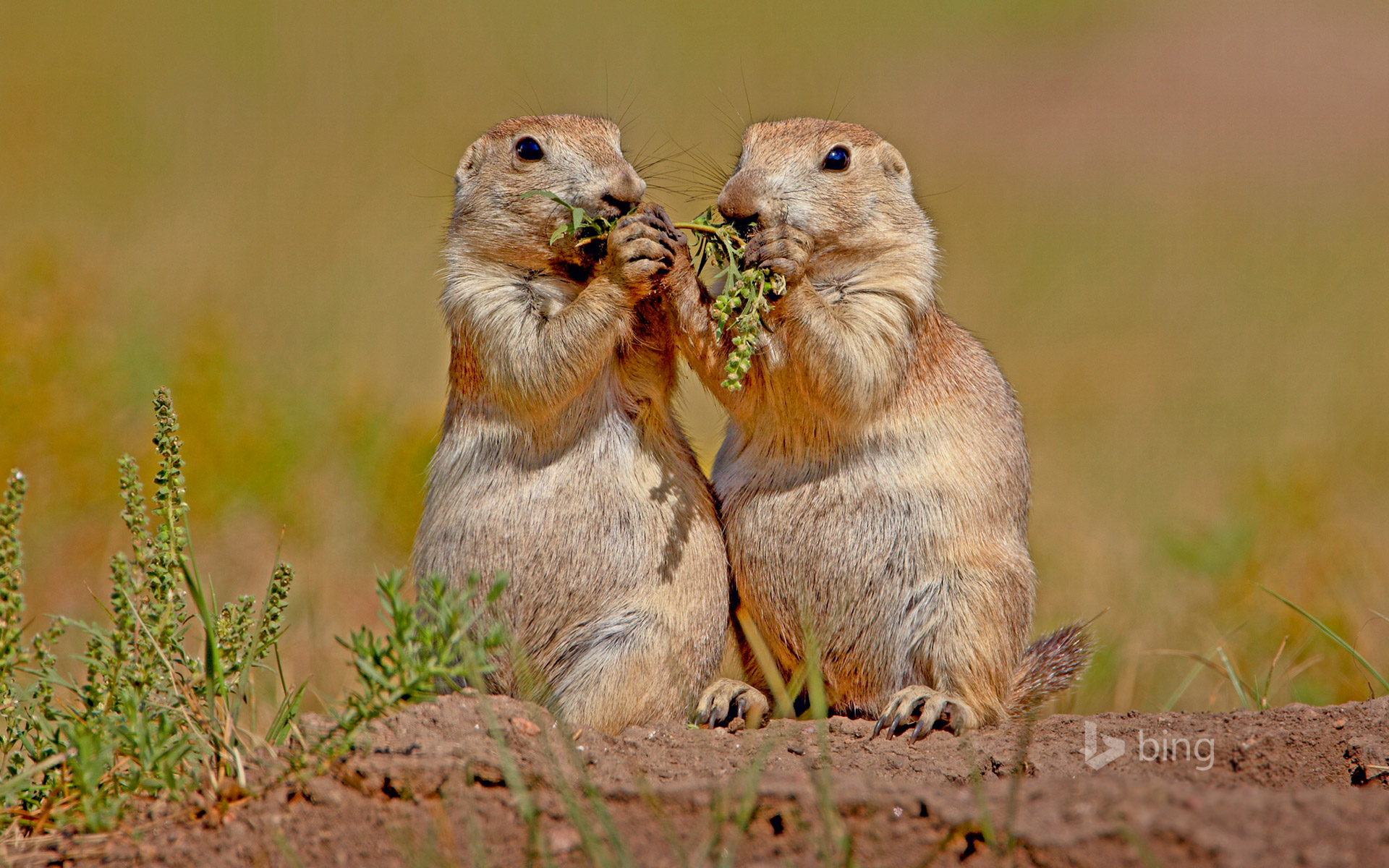 Black-tailed prairie dogs in Wind Cave National Park, South Dakota, USA