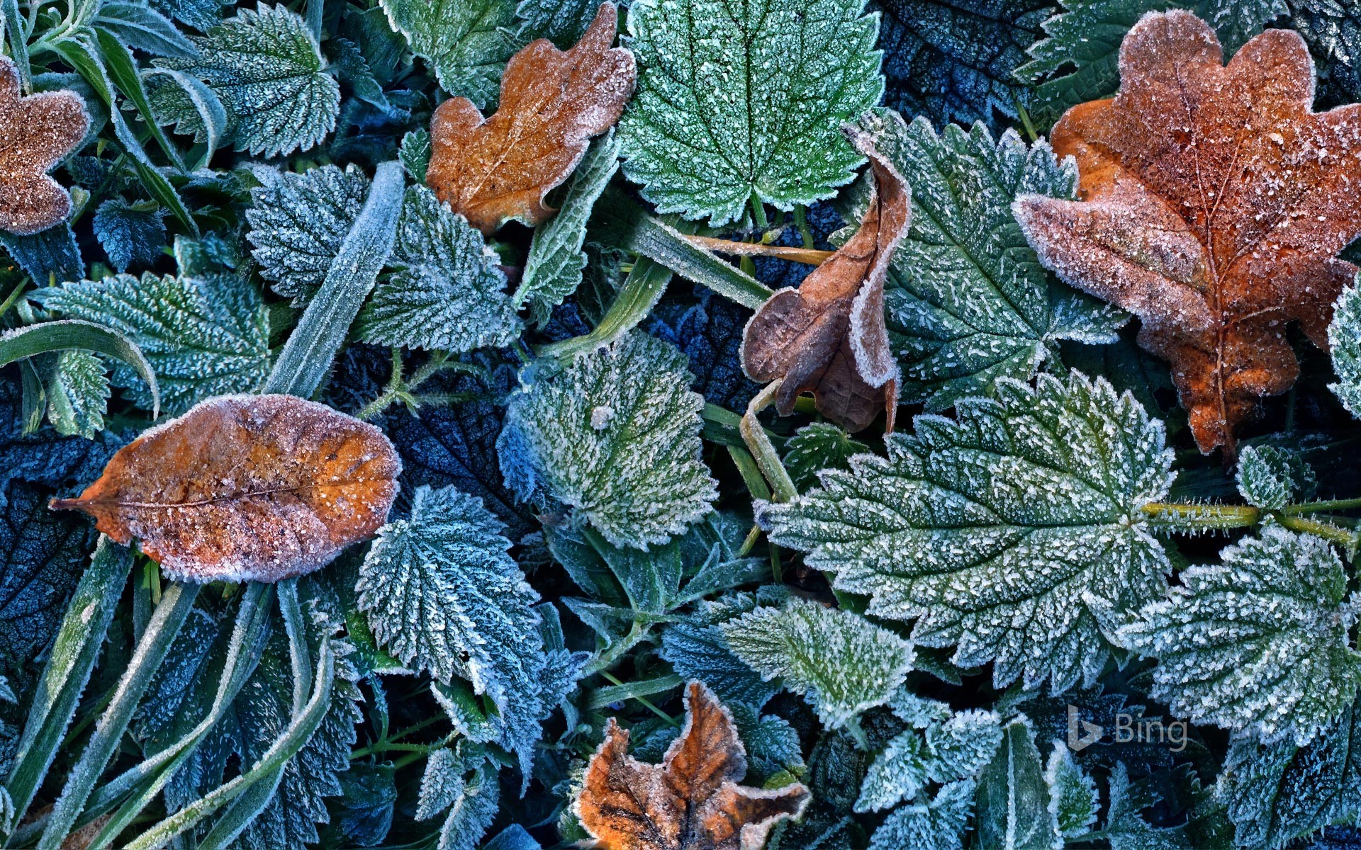 Leaves with hoarfrost in the Black Forest, Freiburg, Baden-Württemberg, Germany