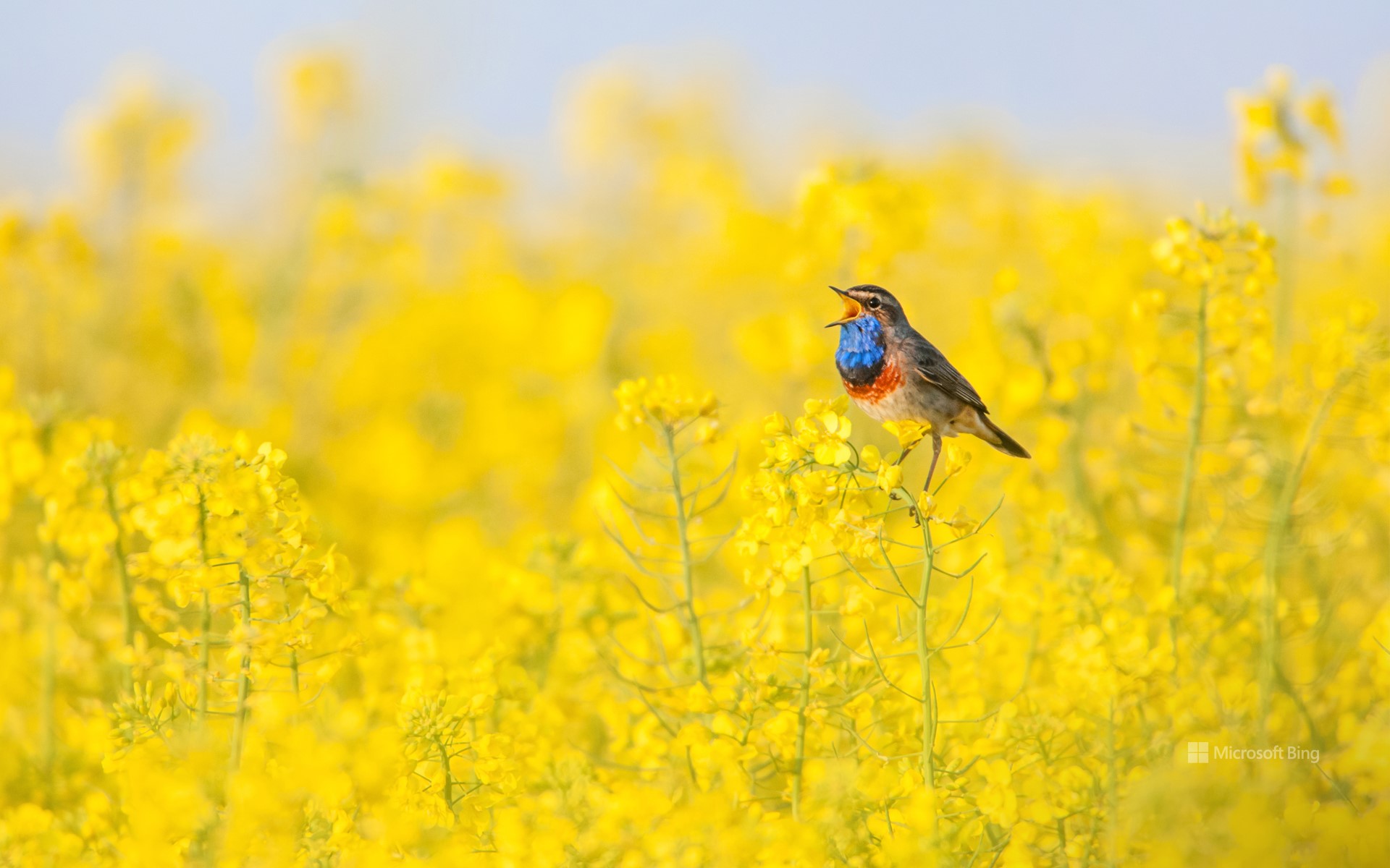 A bluethroat singing in a field