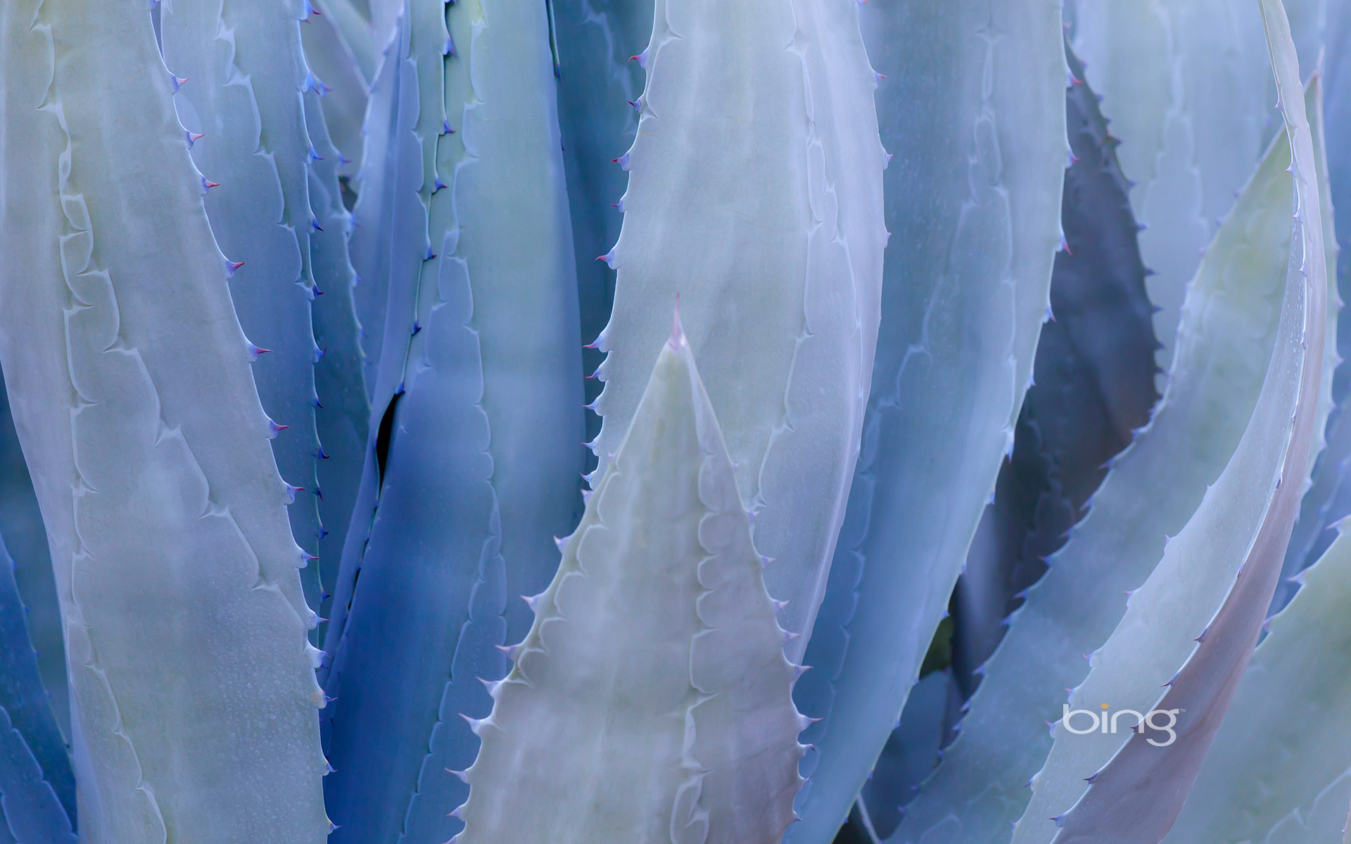 Close-up of a blue agave plant