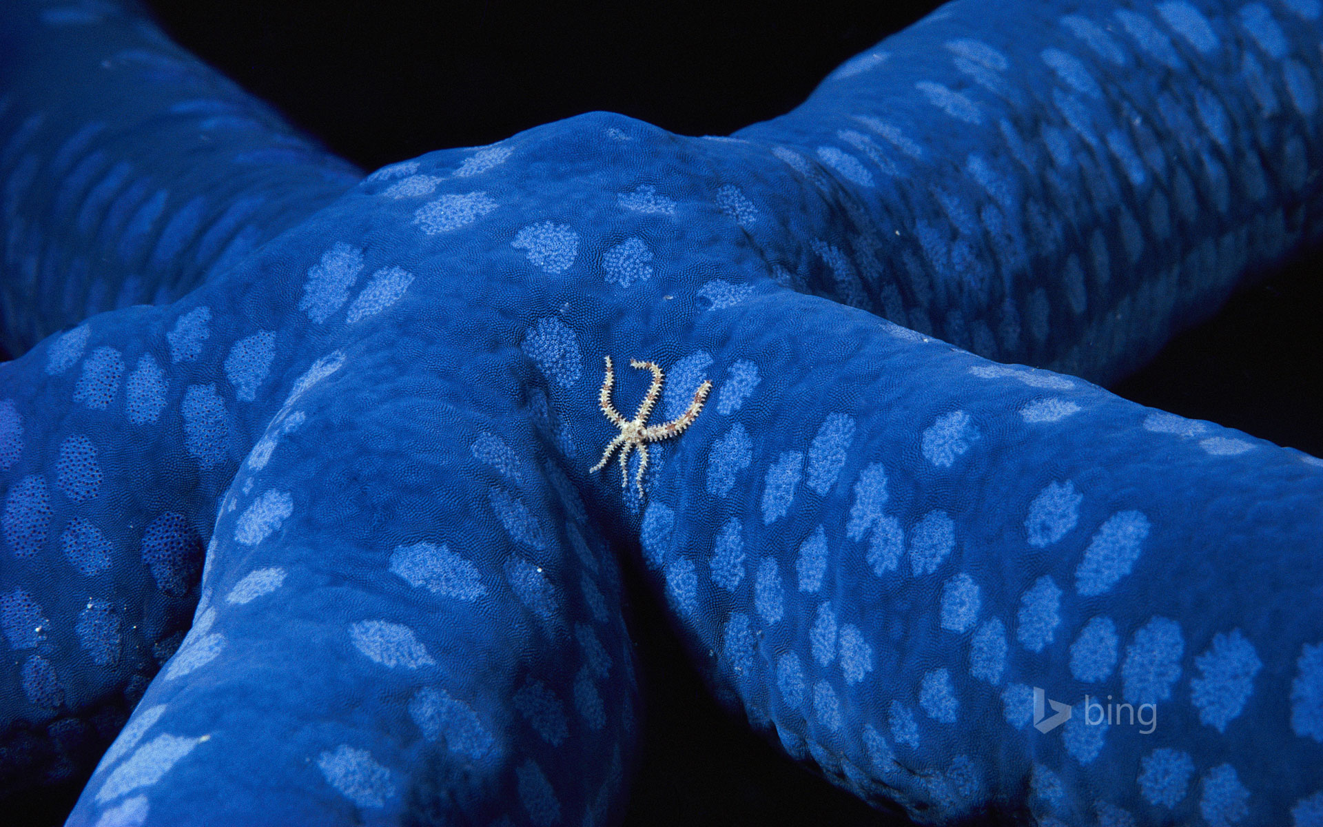 A brittle star wanders across a blue sea star off the coast of the Solomon Islands