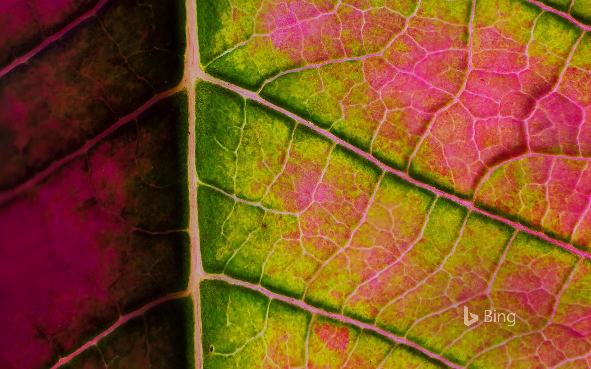 Poinsettia leaf close-up