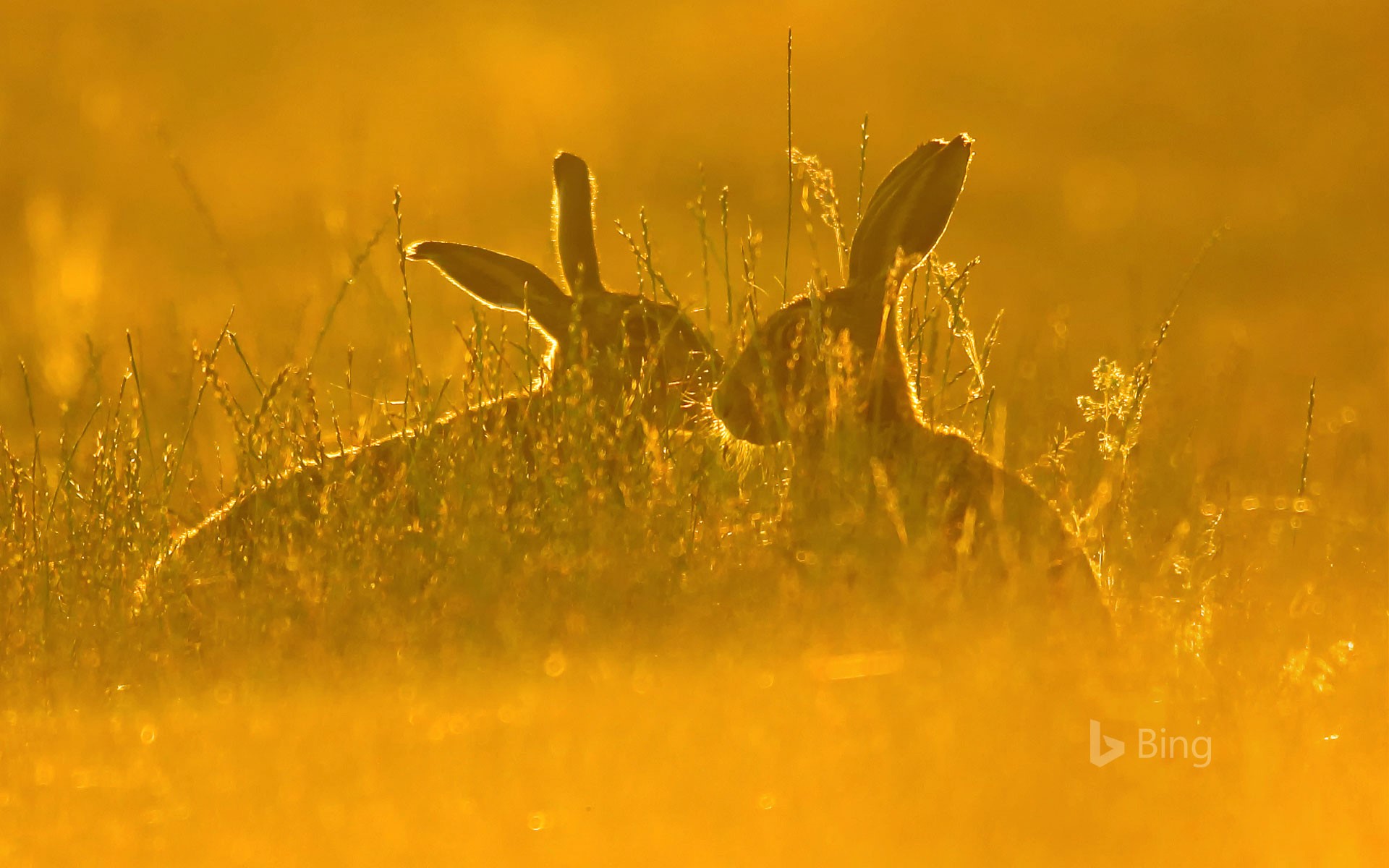 European hares in tall grass