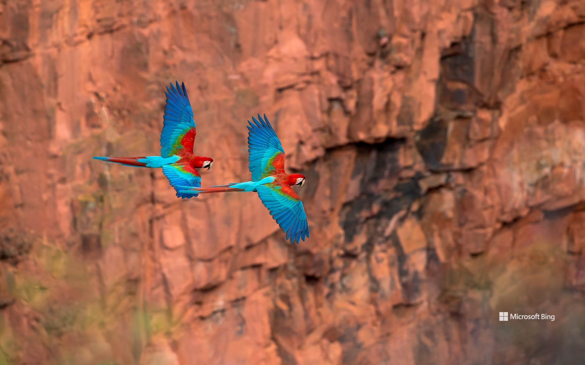 Red-and-green macaws, Mato Grosso do Sul, Brazil