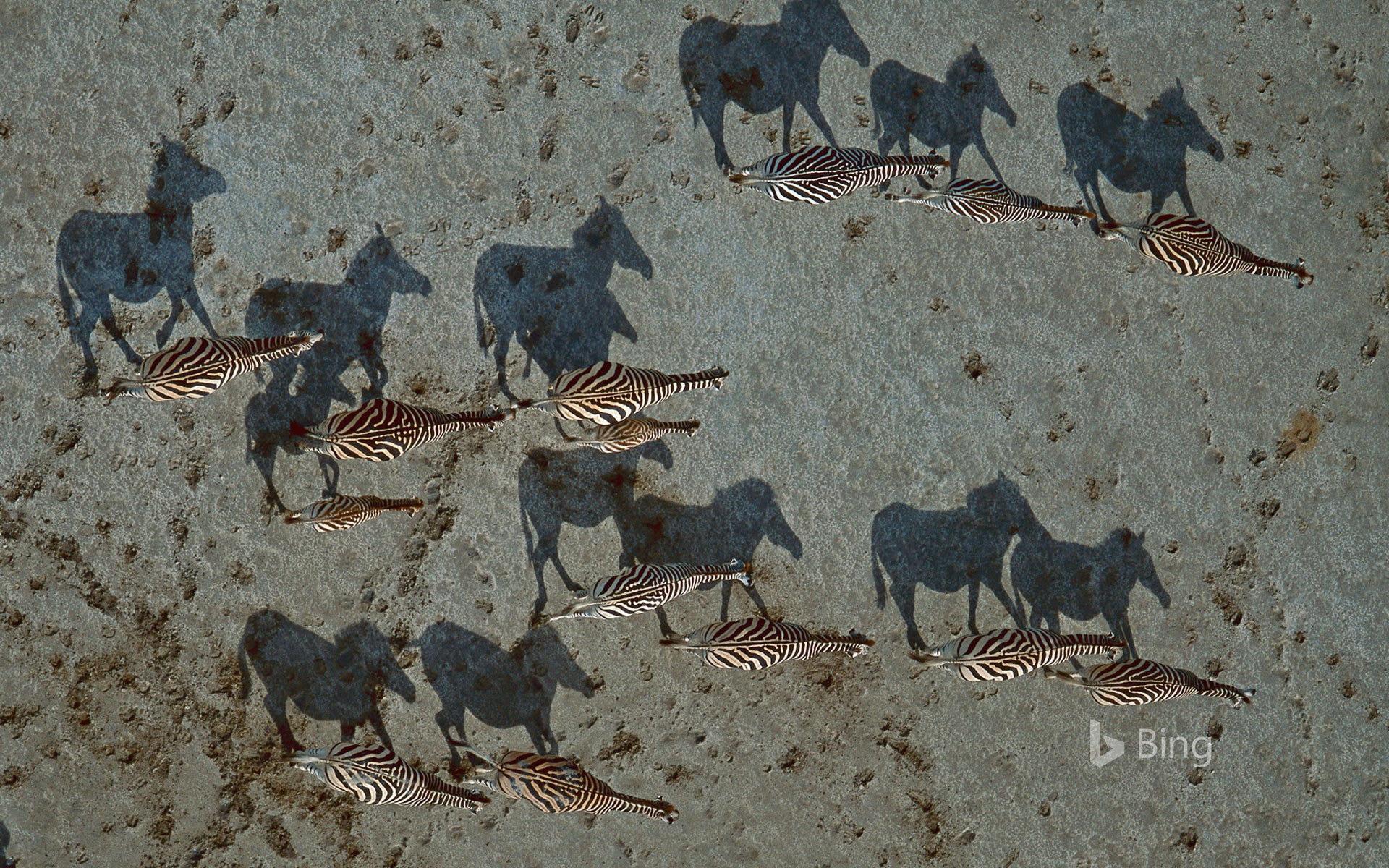 Burchell's zebras crossing the Makgadikgadi Pan in Botswana