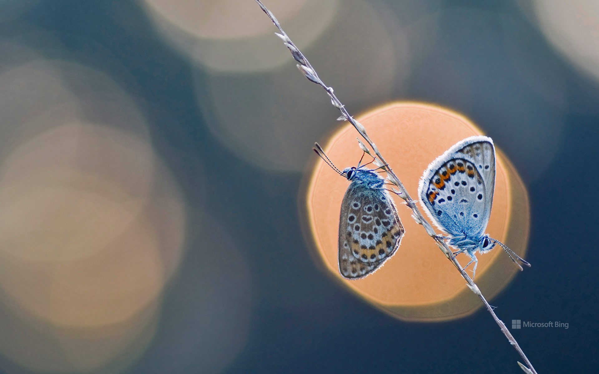 A pair of silver-studded blue butterflies