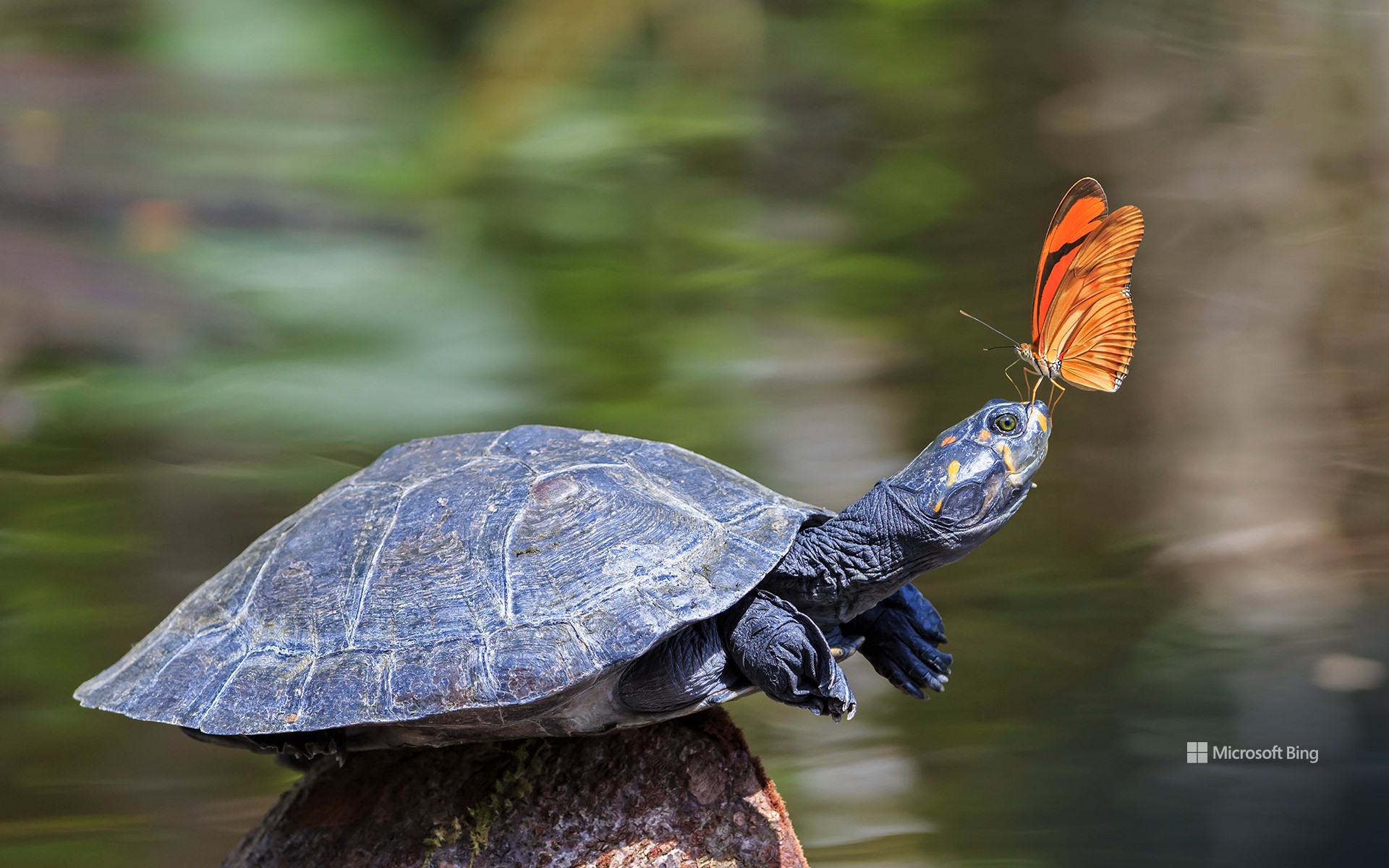 A Julia butterfly on the nose of a yellow-spotted river turtle, Amazon Region, Ecuador