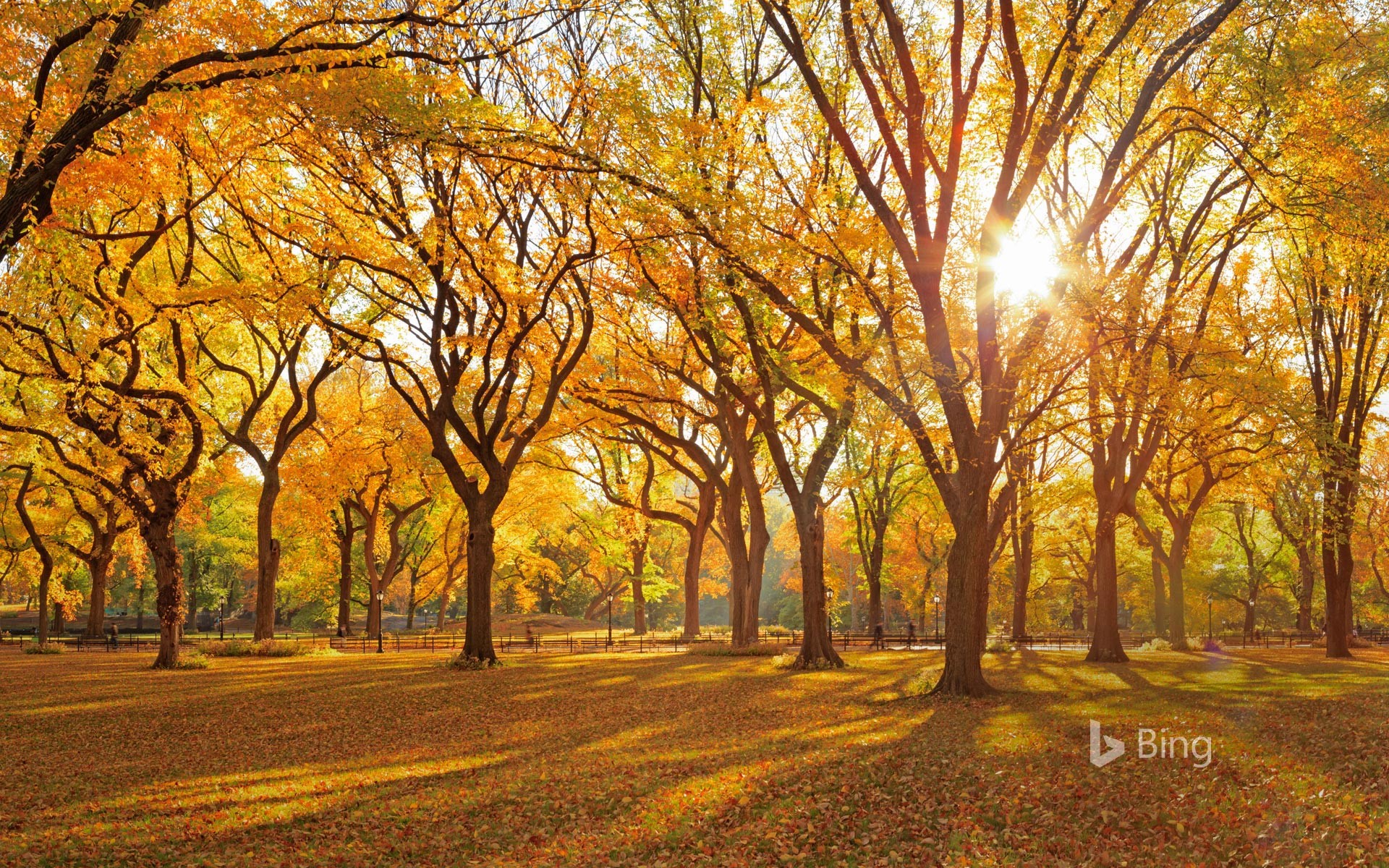 A grove of American elm trees at Central Park's Mall, New York City