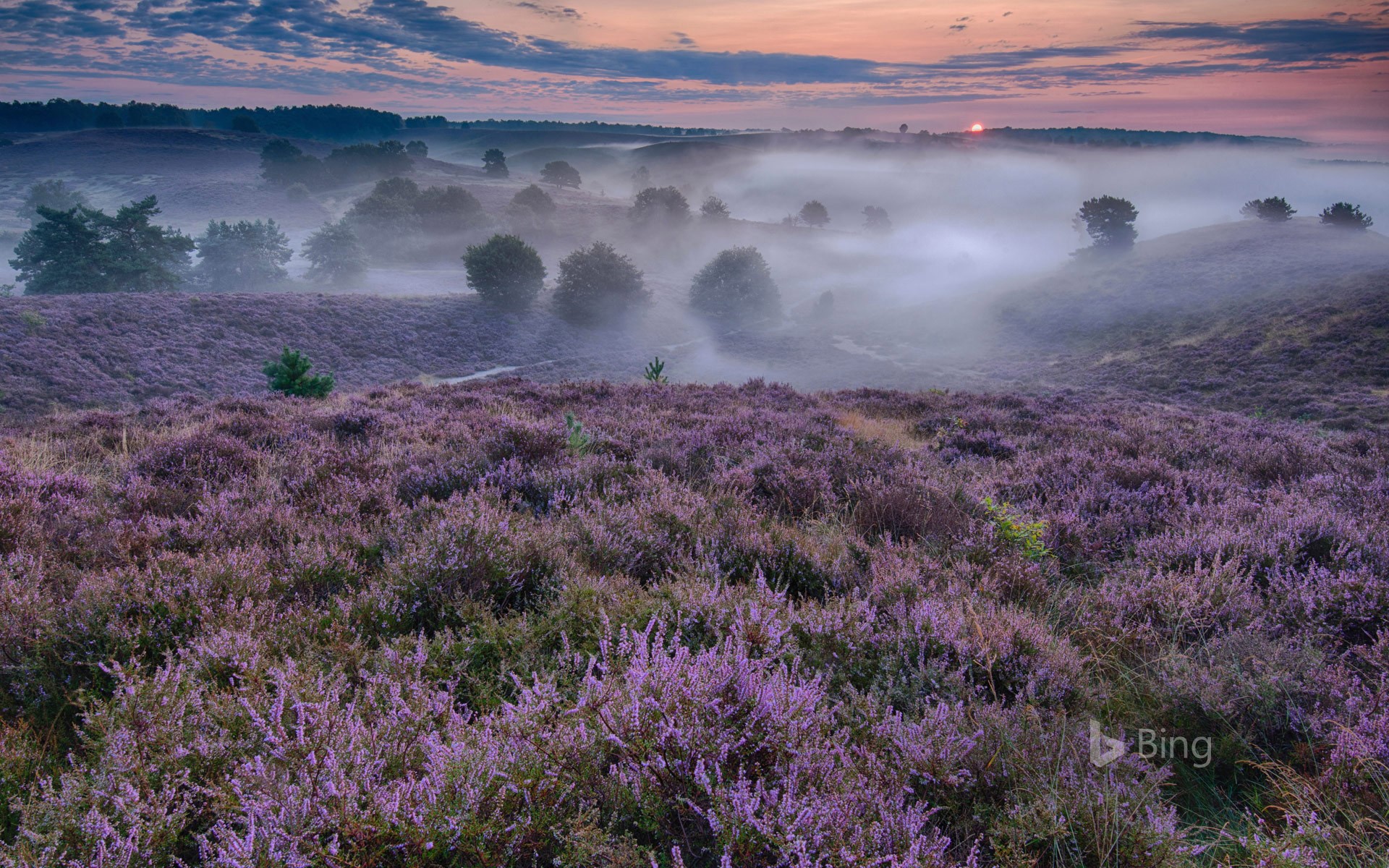 Flowering heather in the Netherlands