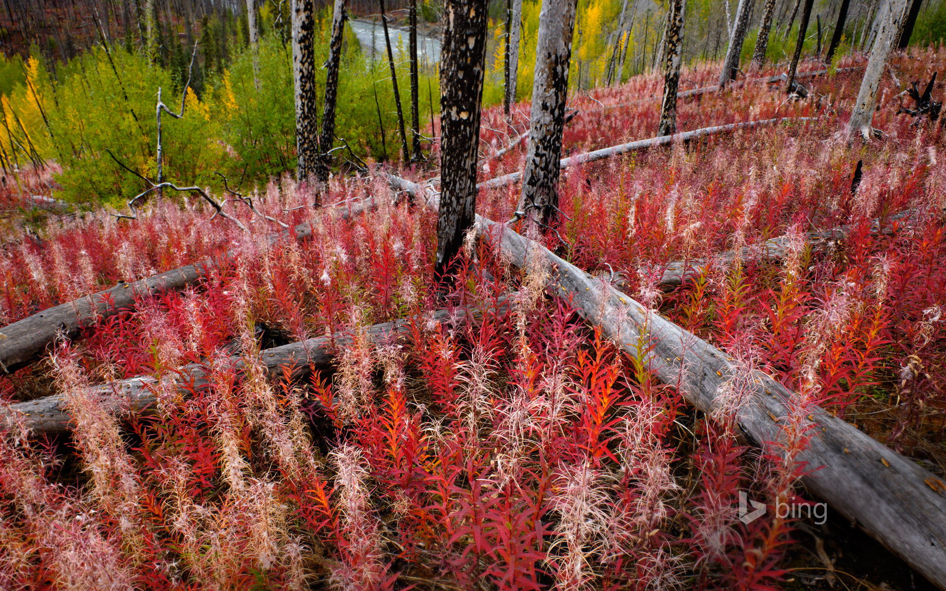 Fireweed reclaiming burned land near the Little Klappan River in British Columbia, Canada