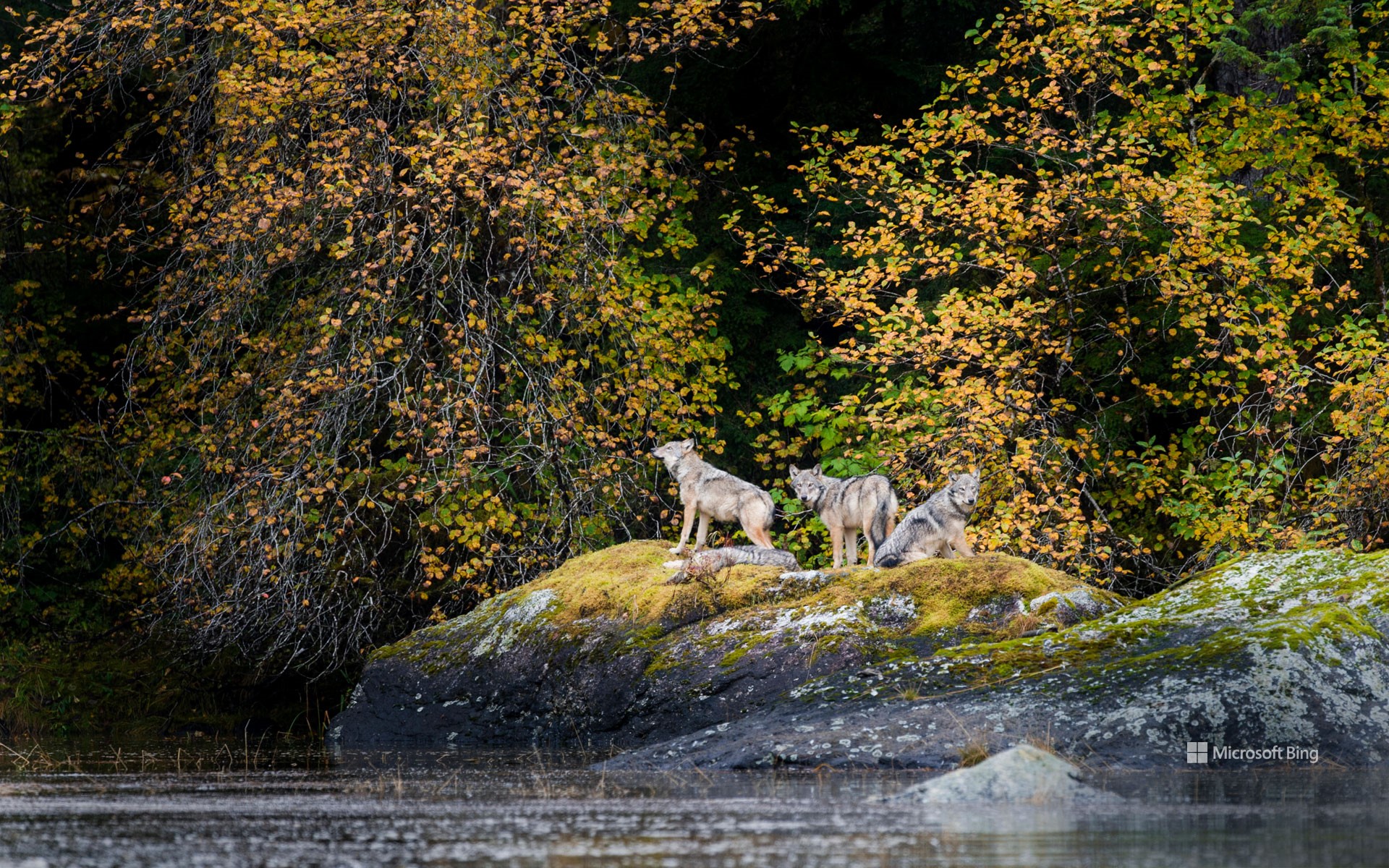 Vancouver Coastal Sea wolves in Great Bear Rainforest, British Columbia, Canada