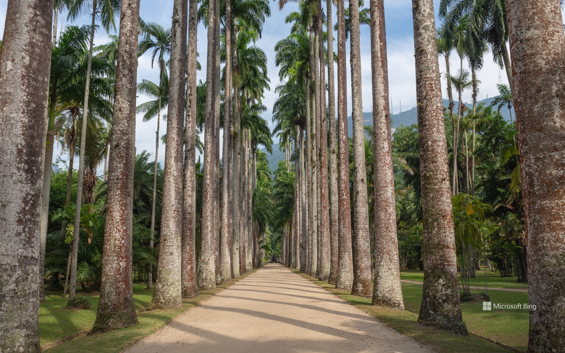 Imperial palm trees in the Rio de Janeiro Botanical Garden, Brazil
