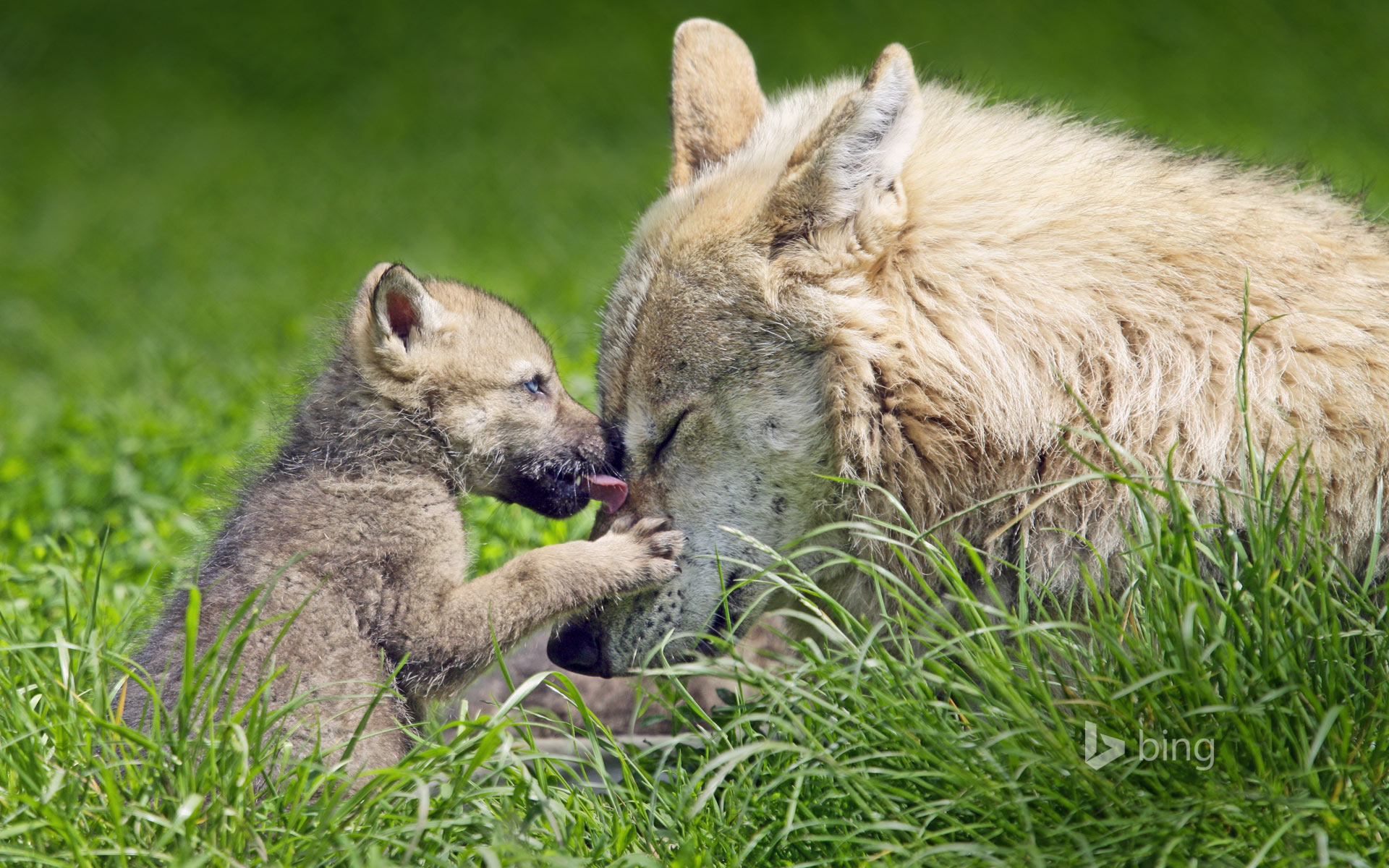 Mother wolf and pup